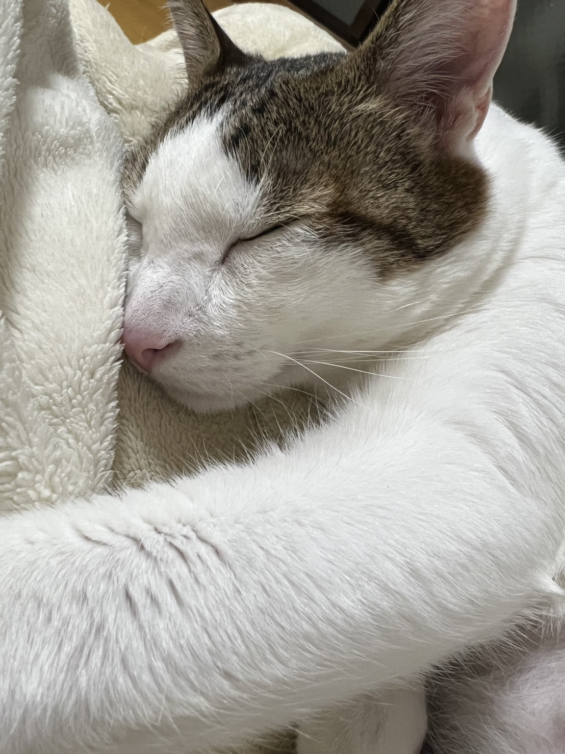 寒くなり、猫が布団に入る季節🐈