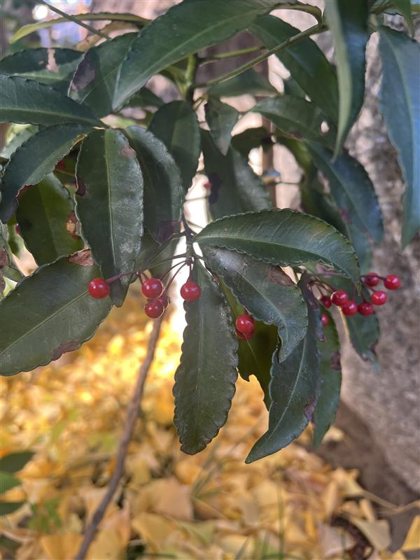 【自分らしさとは？】