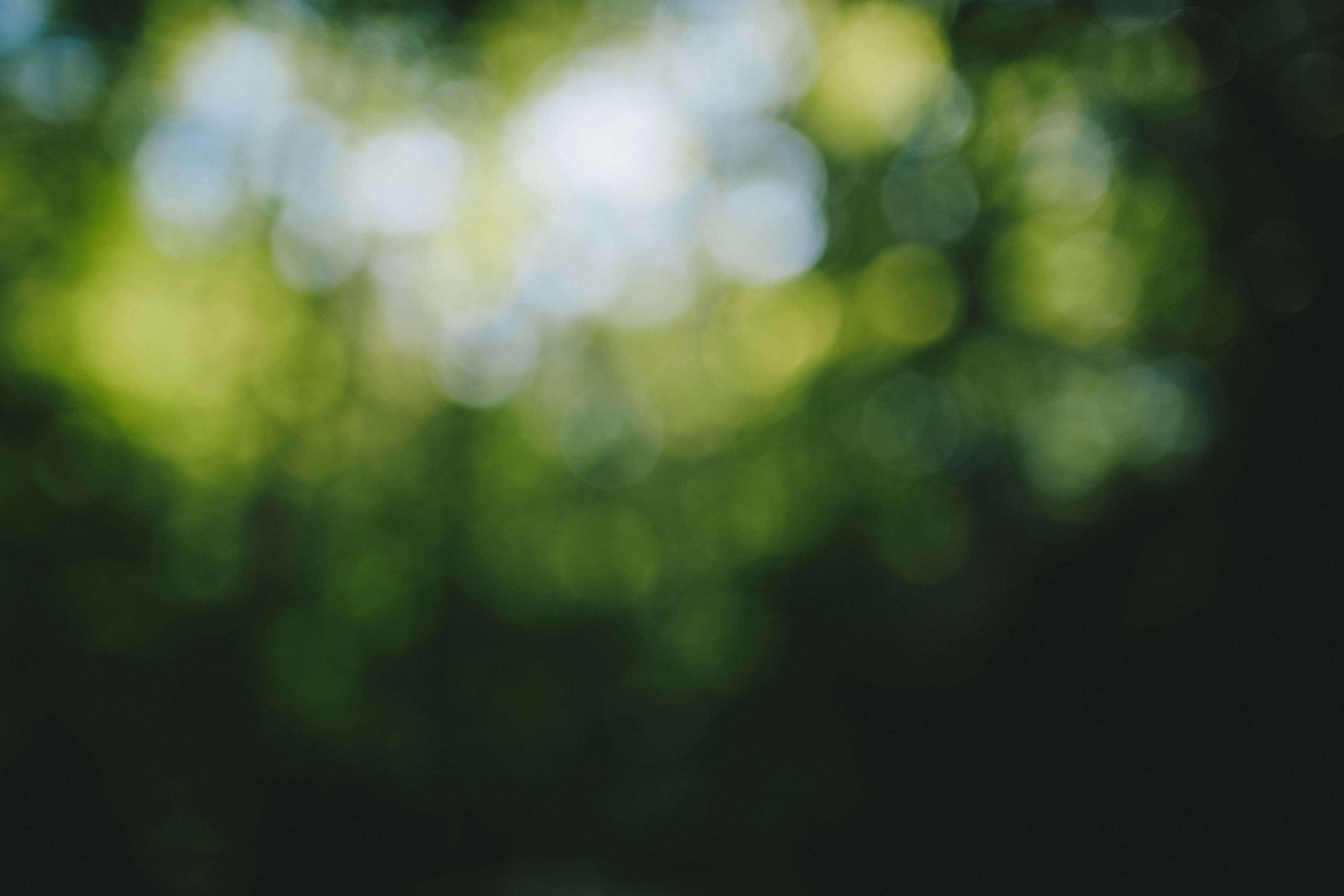 【求人募集】木を見て森を見て、土を掘って根っこに触れて、空を見上げて笑える人。音楽のグローバルマーケティング事業