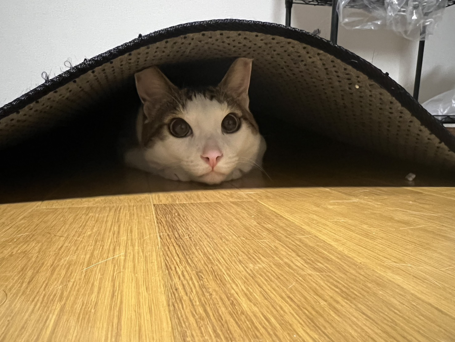 本気になれないと感情は生まれない