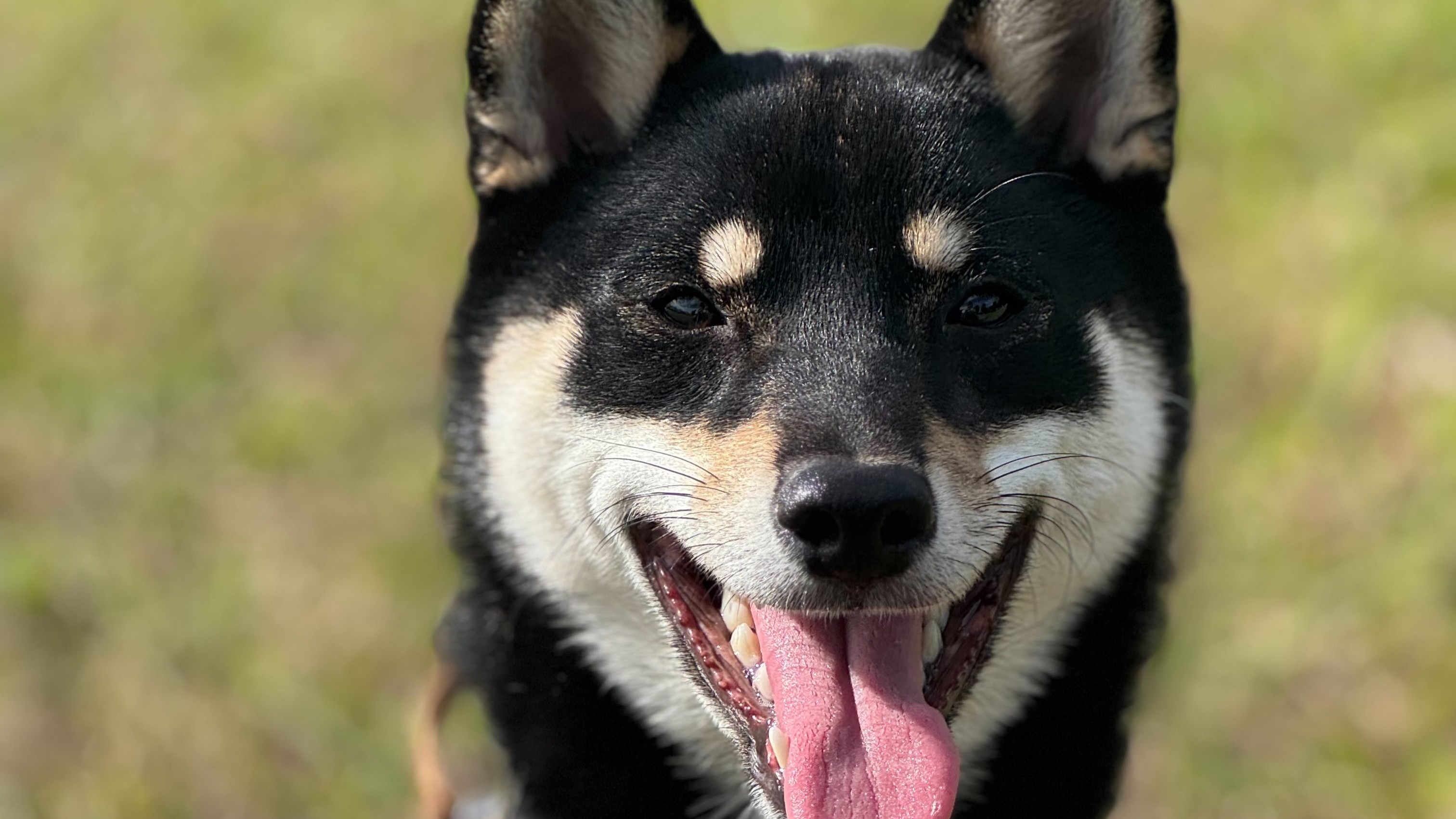社員犬・タローです！