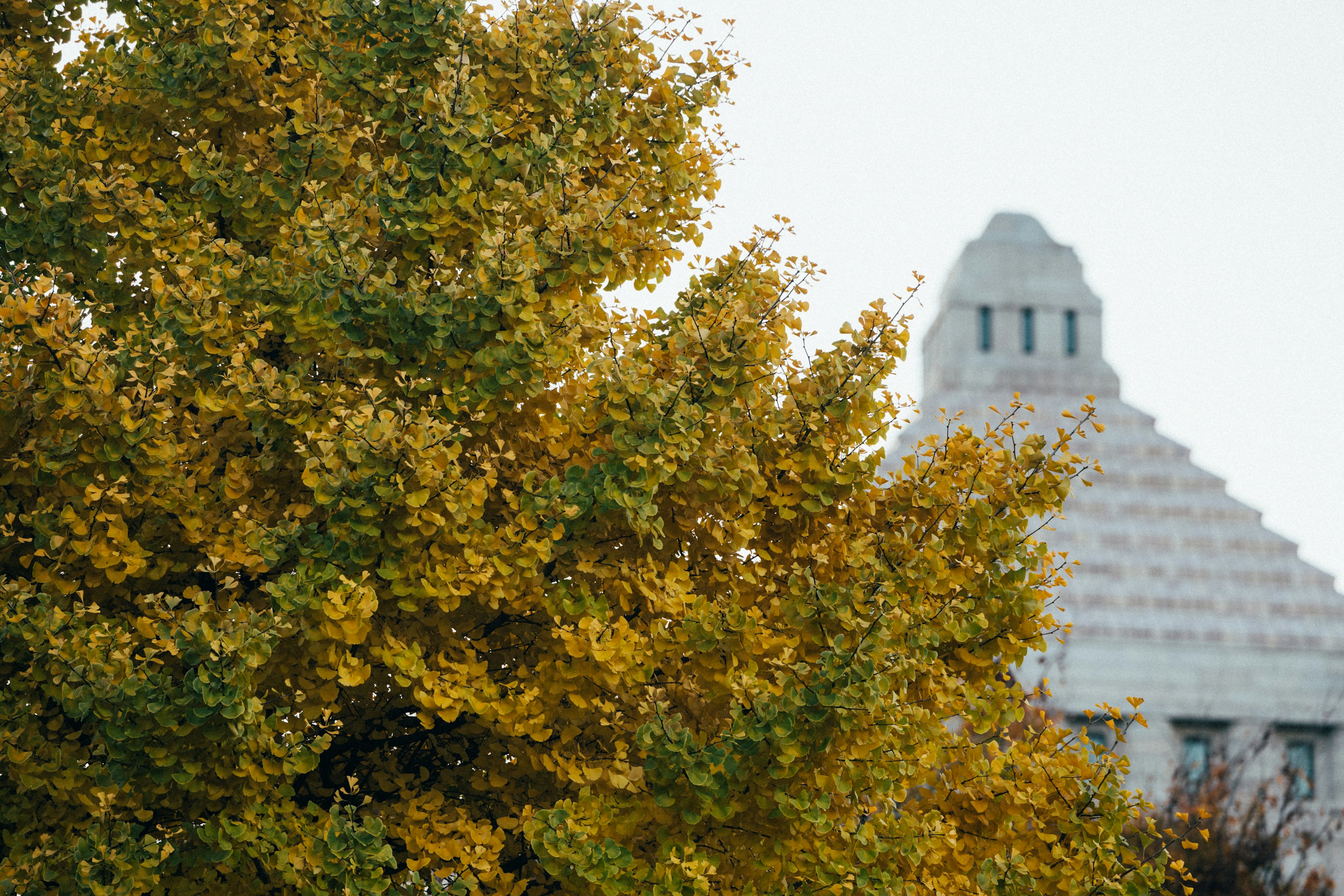 選挙コンサルタントと秘書は何が違うのか
