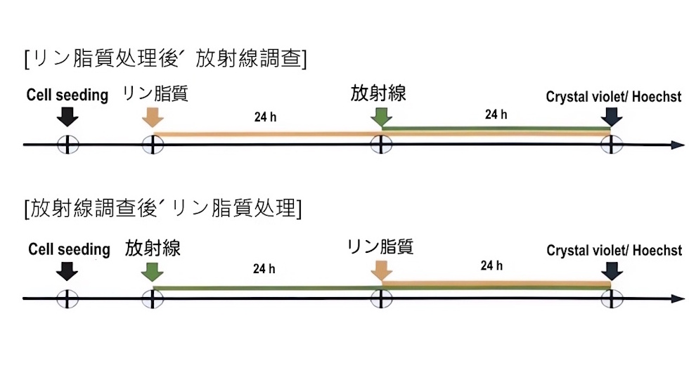 ホチェ複合リン脂質、放射線被ばく非臨床試験で生存率を50％向上