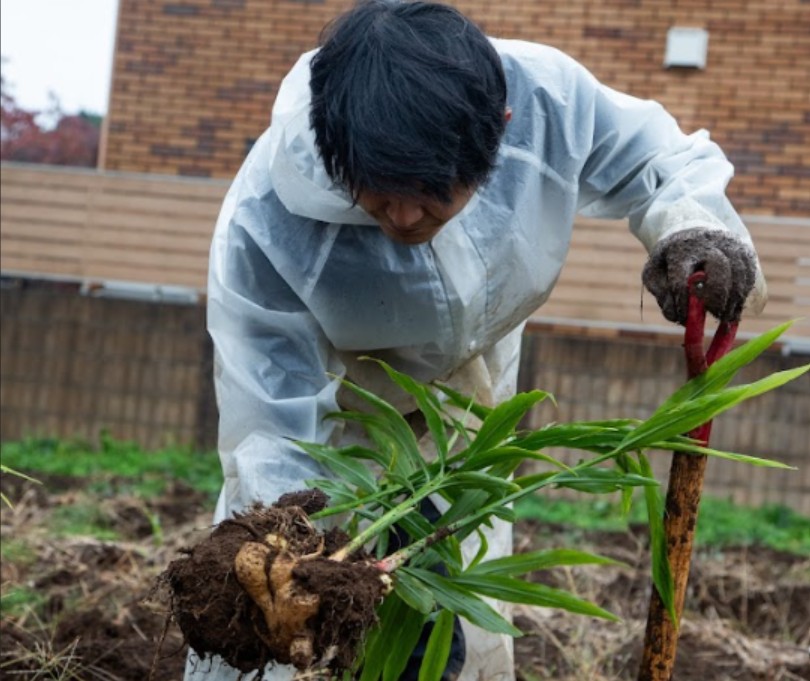 農業が近くにある会社　～ショウガを収穫してきました！～