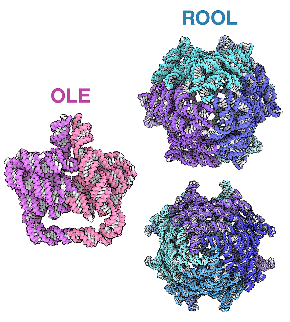 313: 天然RNAだけでできた集合体（Natural RNA-Only Assemblies）