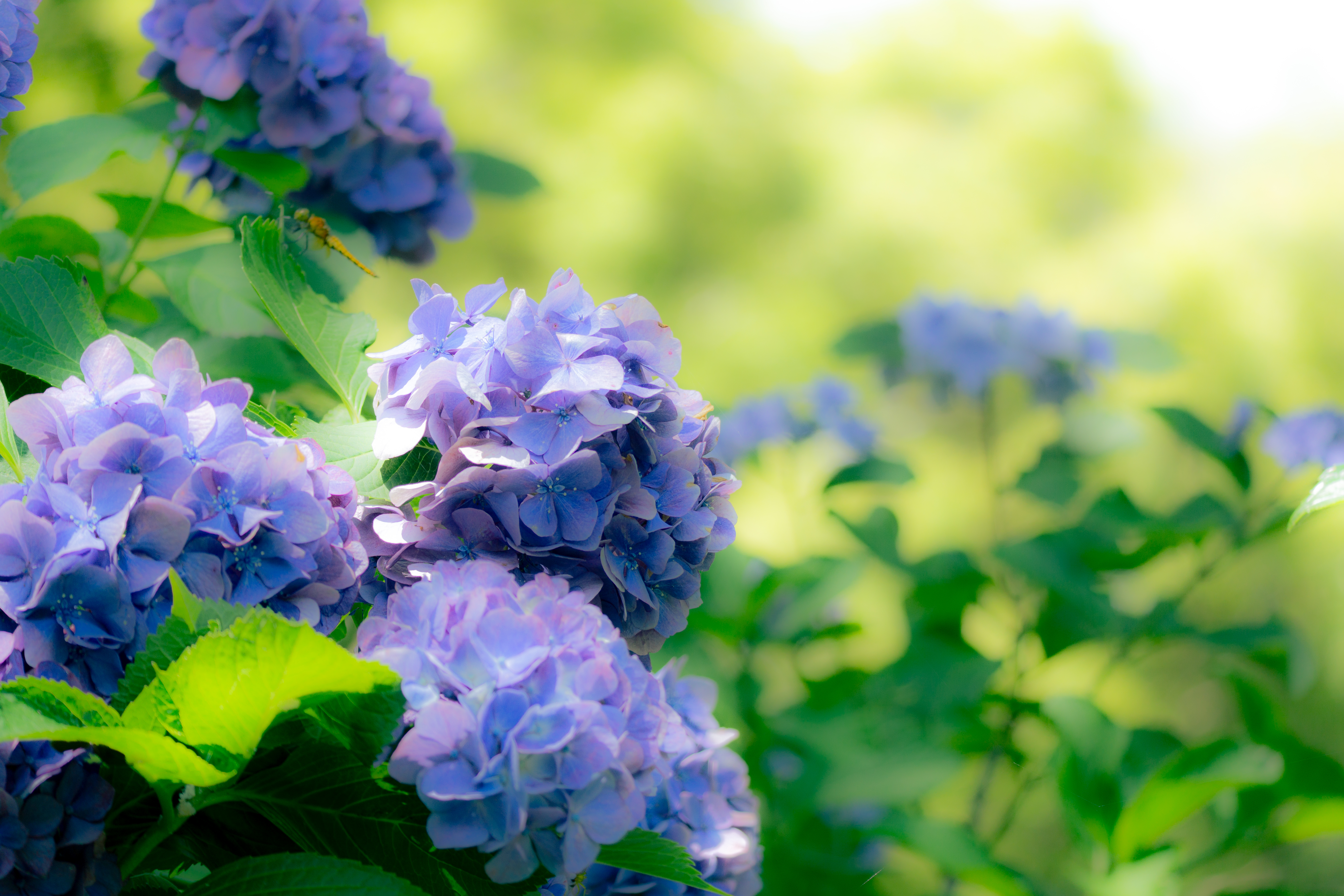 案件獲得に悩んだ結果、エージェントという選択肢に落ち着いた話