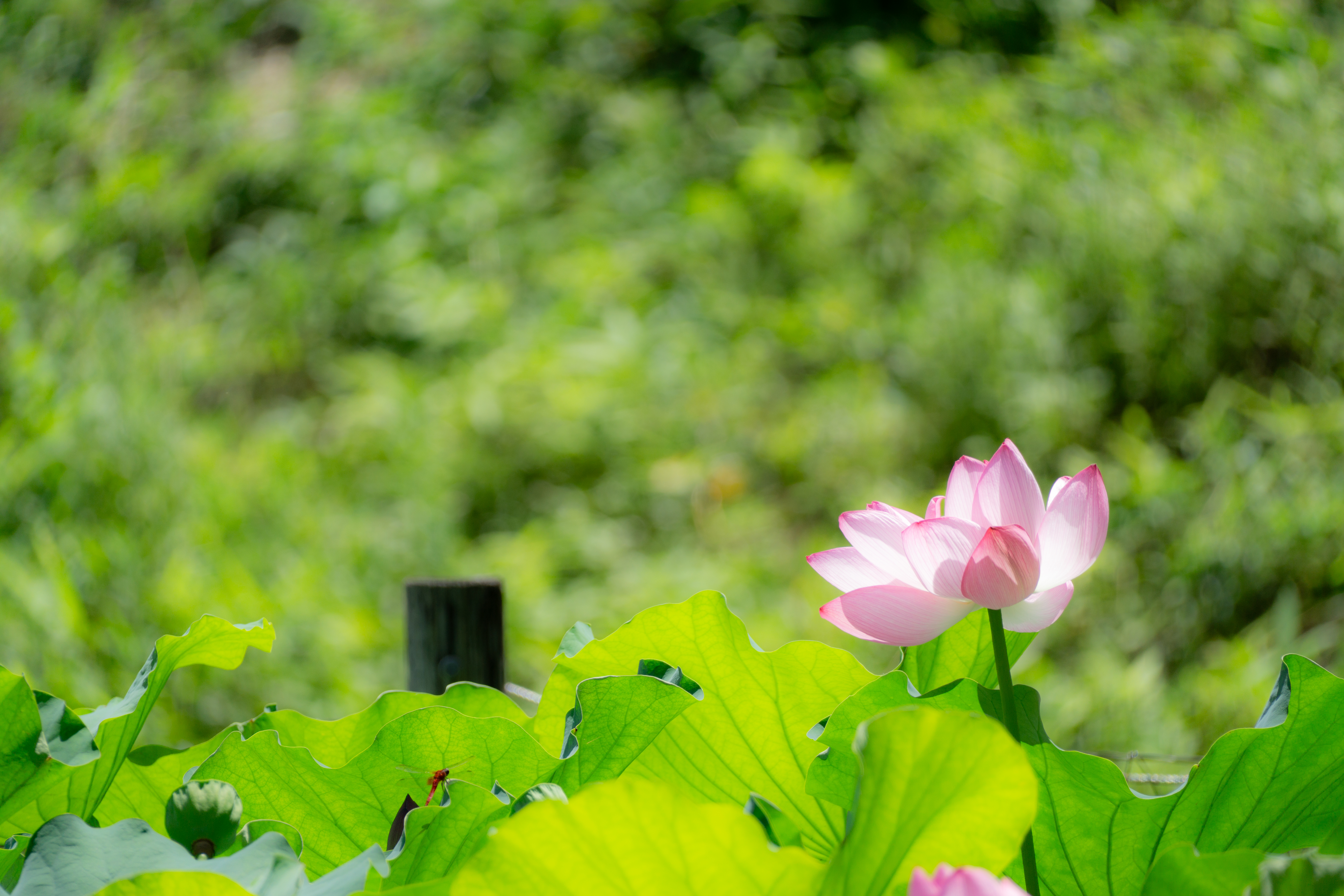 私が職種横断型ハイブリッド人材になれた理由