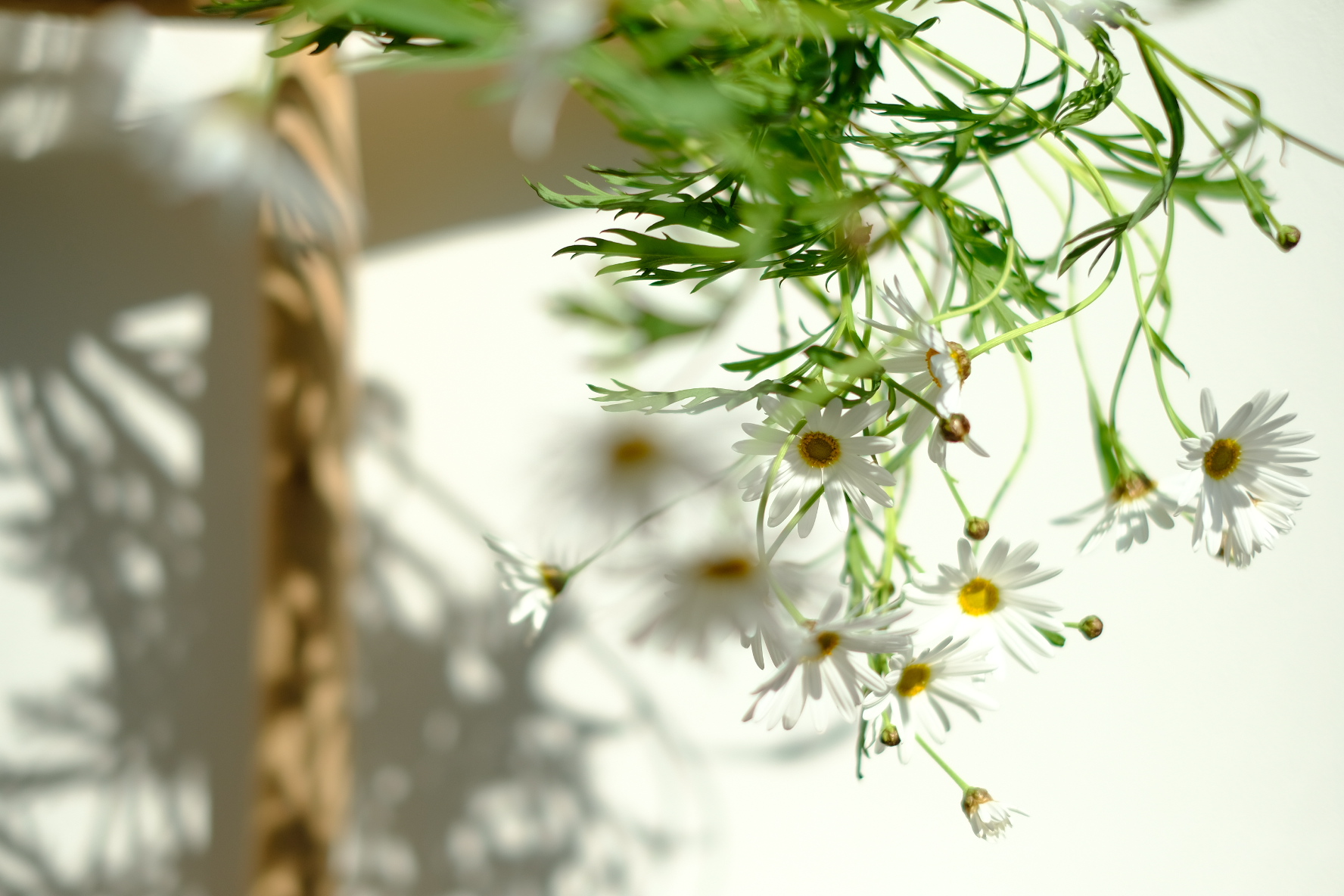 一輪の美しさを、無限の景色へ。AIは光と水。ブランドの世界観を『育む』クリエイティブ。