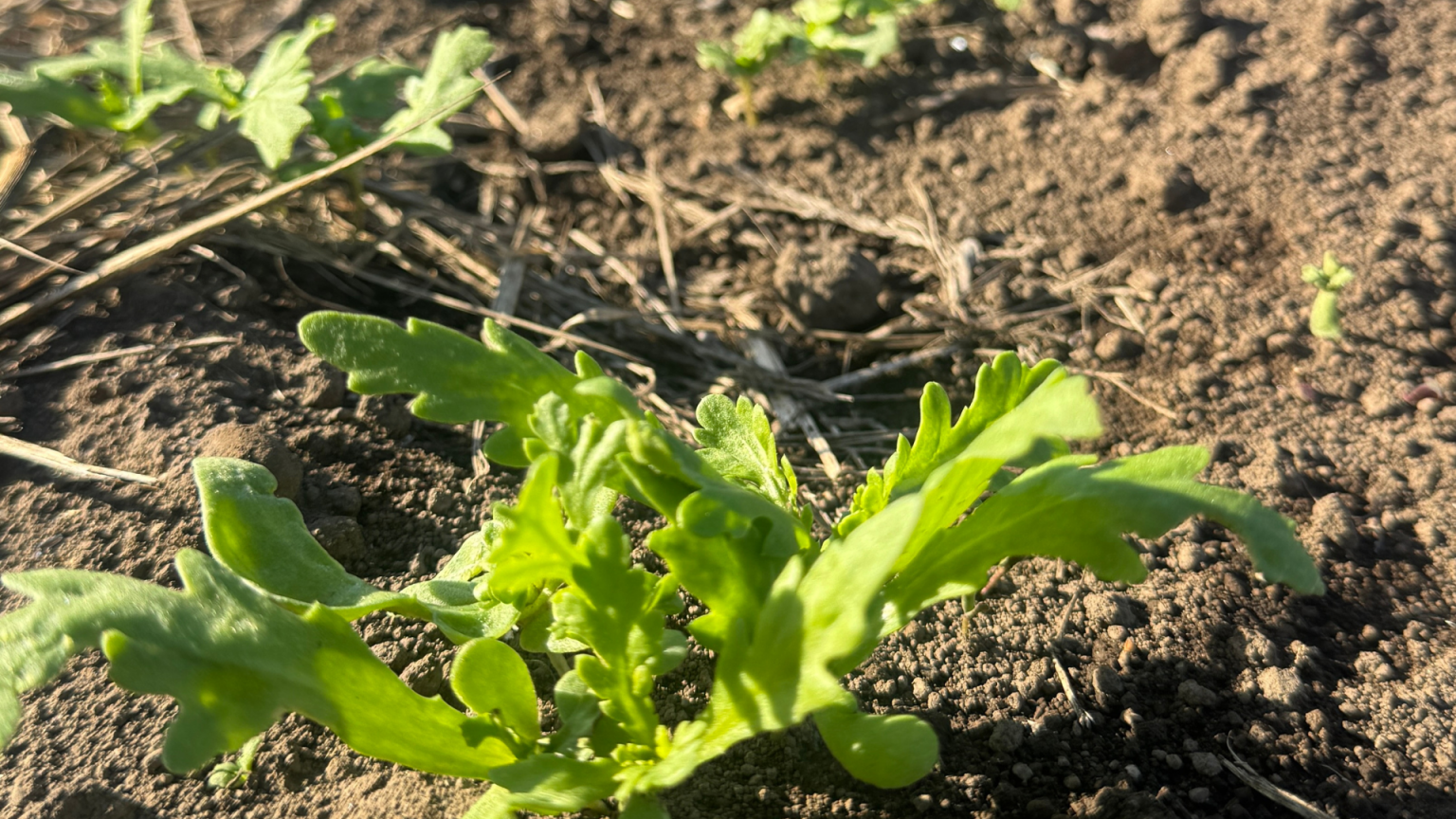 最近、何かと「土」のこと。