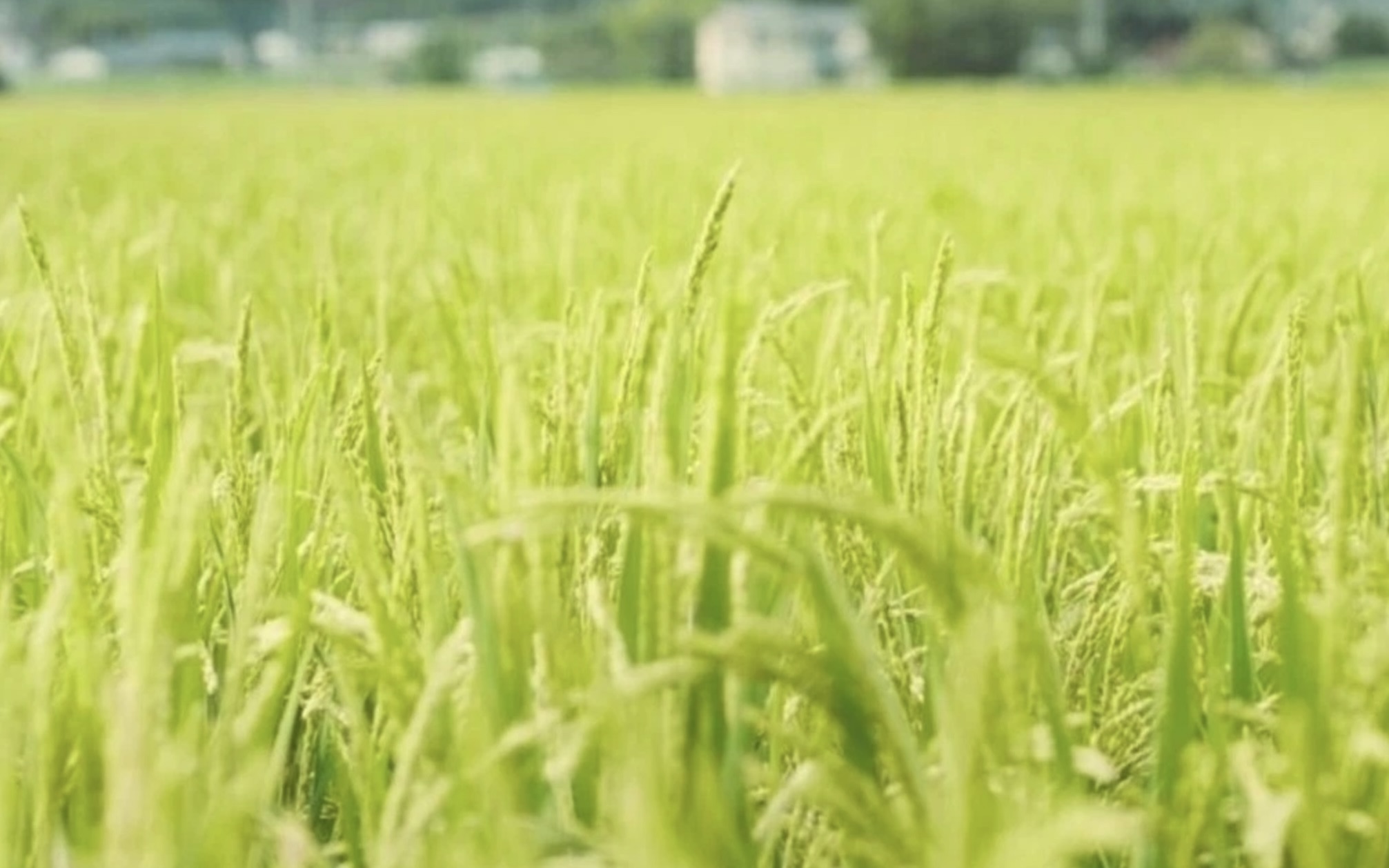 自然栽培とはあらためて何だ？──2026年の現在地