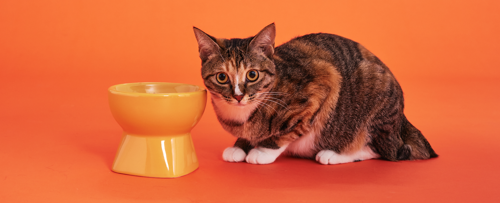 【代表対談】獣医師・安田さん「診察室の“外”にある、ねこの幸せを求めて── 獣医師×ユニアムが描く「0.5次医療」という選択肢」
