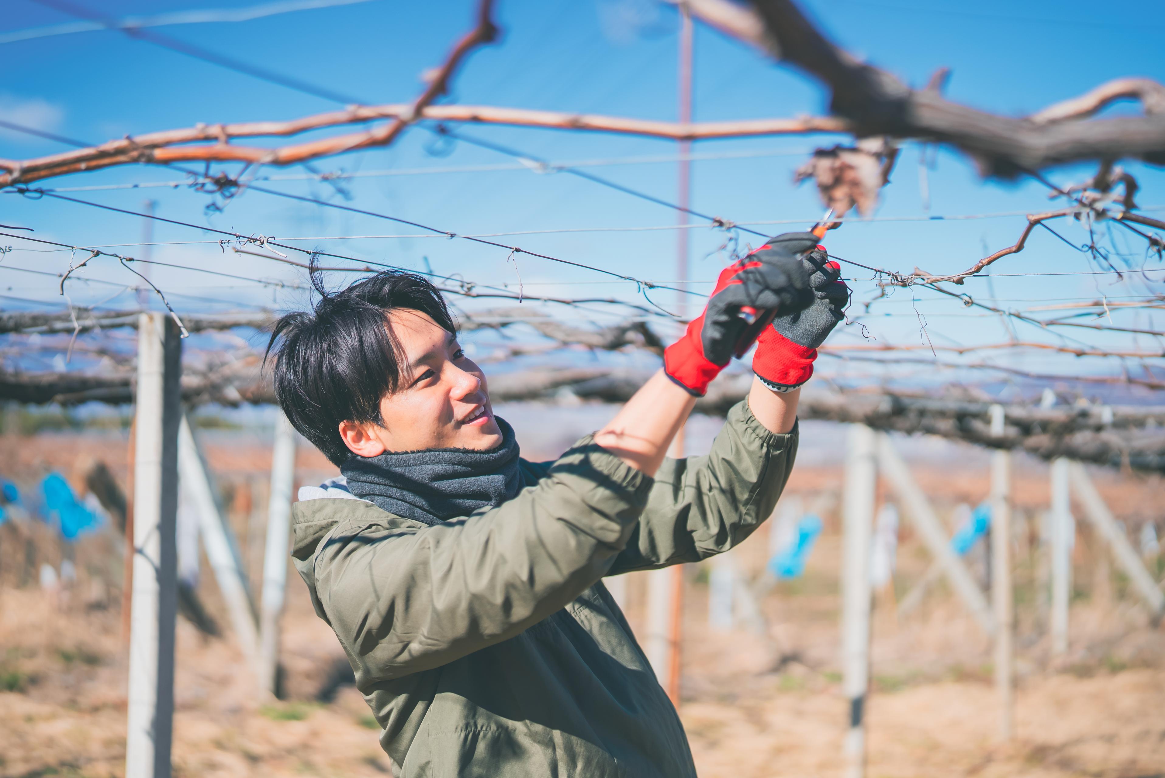 AI時代に、土と向き合う。東京から山梨・笛吹へ、葡萄栽培で若者の「いきがい」を育てる