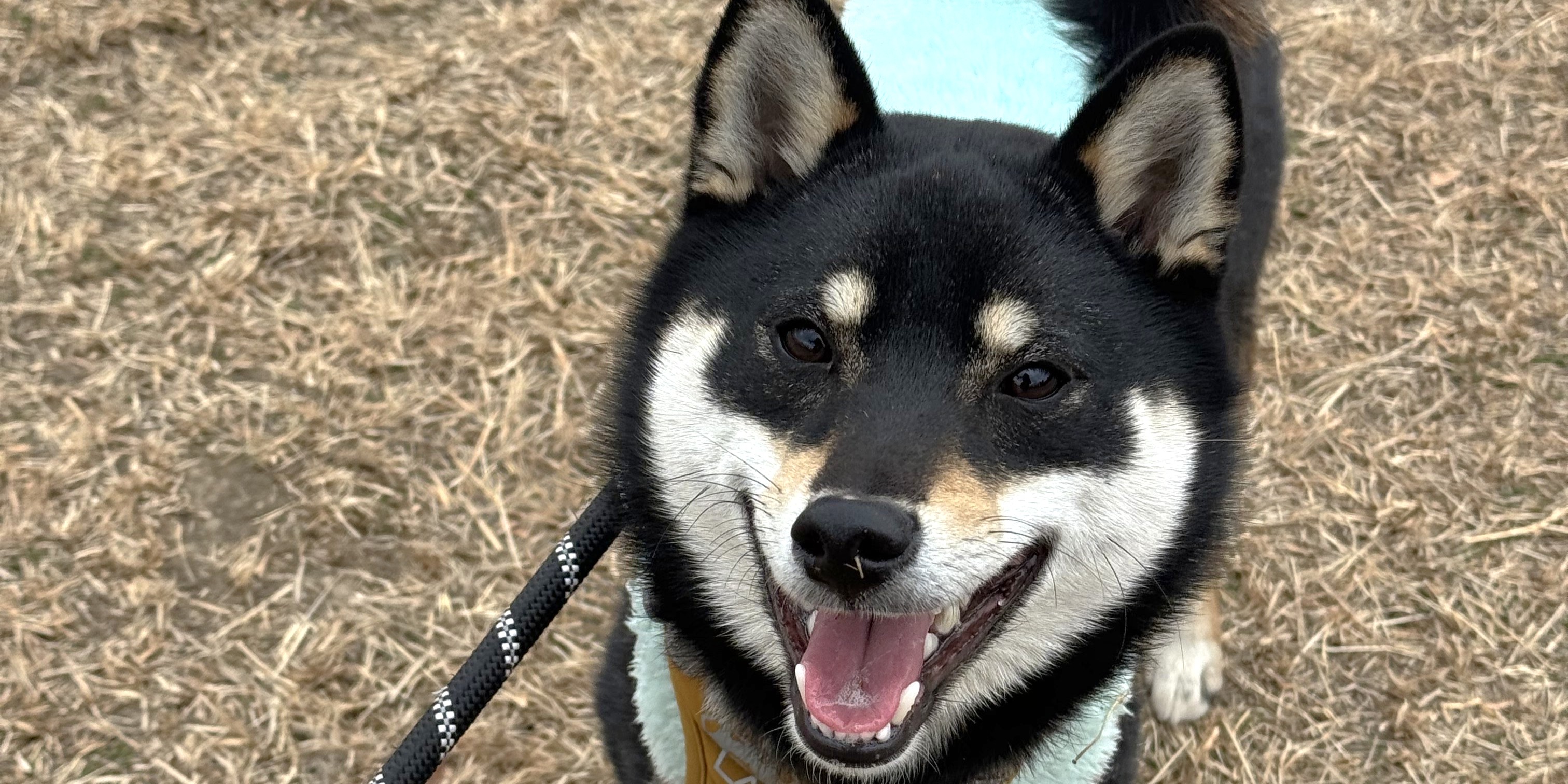 【社員犬の1日】タローの1日に密着しました(午後編)