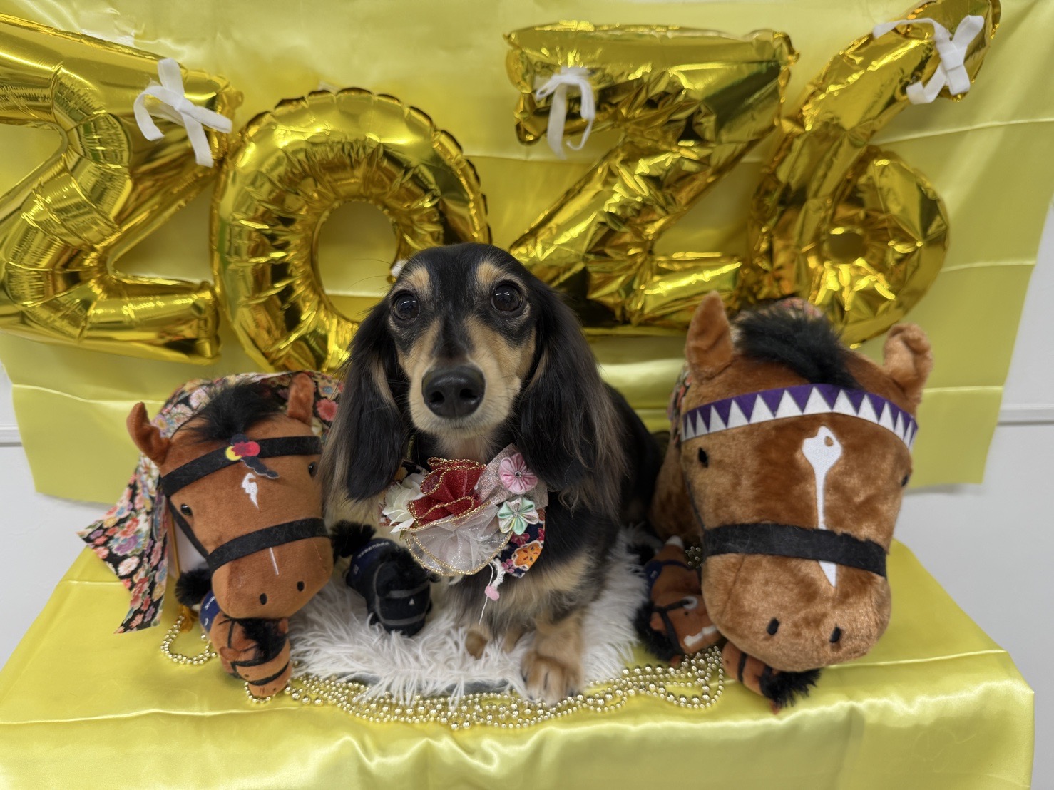 犬が可愛すぎる