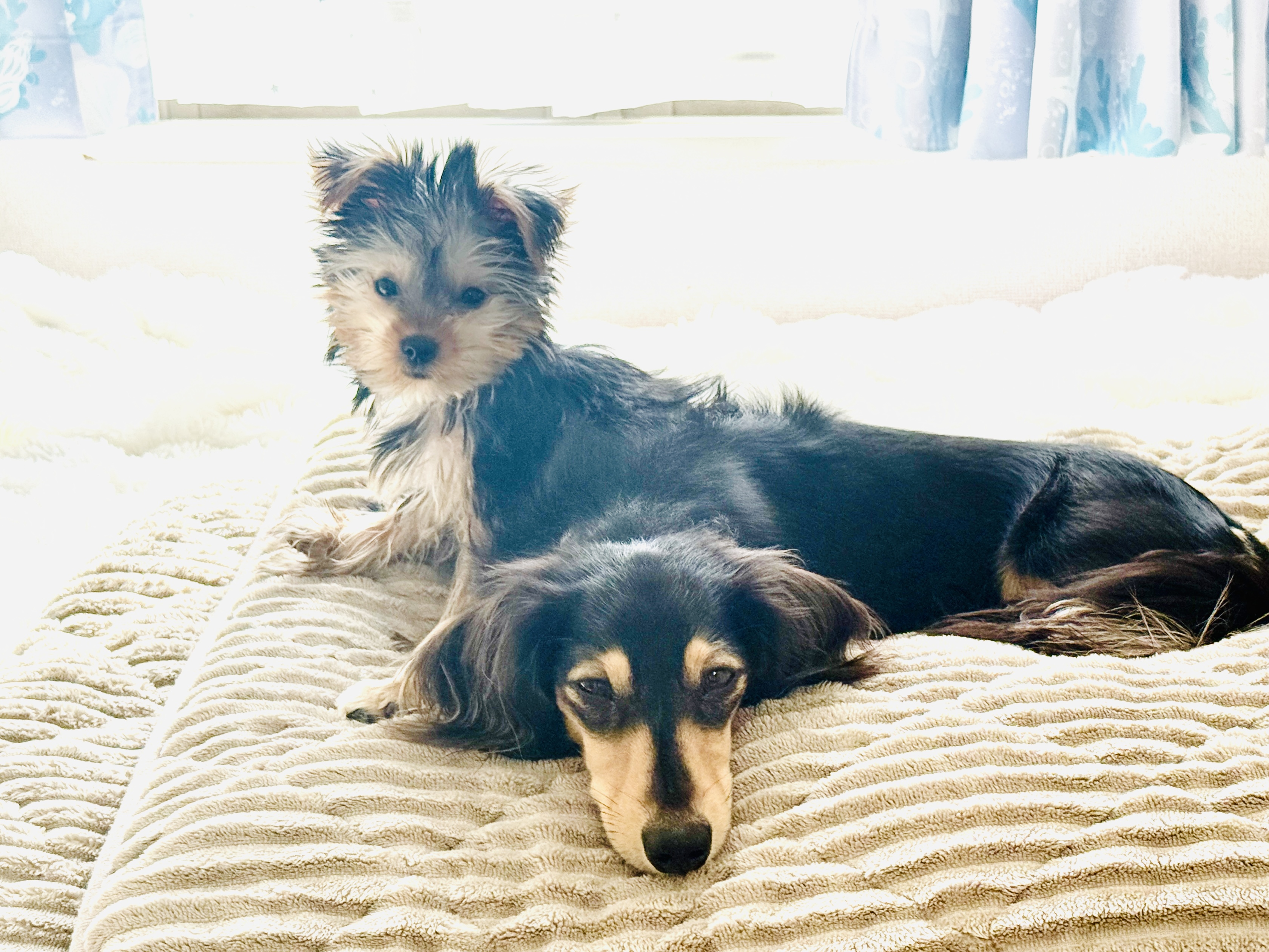 弟が増えて２匹になりました！