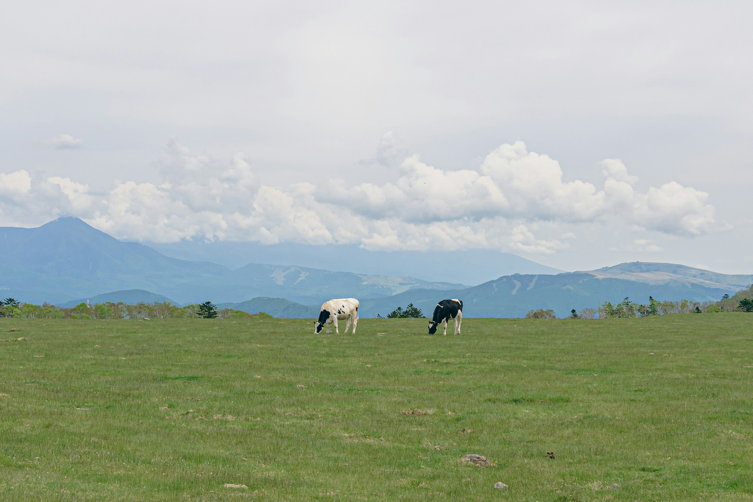 オーストラリアでの暮らし