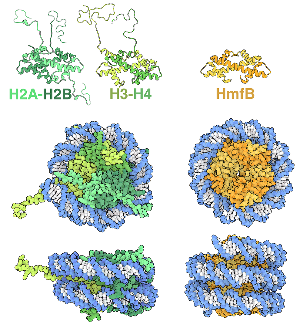 今月の分子 314: 生命の樹におけるヒストン（Histones Across the Tree of Life）