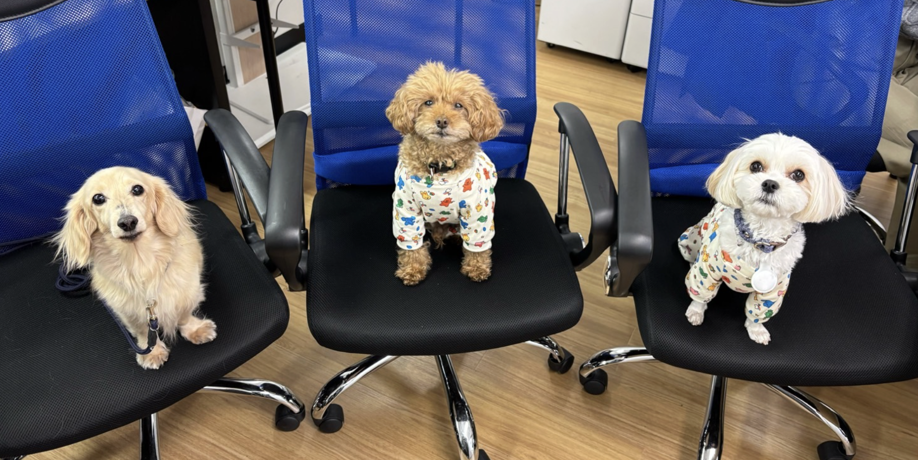 愛犬と通勤可能！？求人応募の8割はペット同伴通勤希望の愛犬家たち！