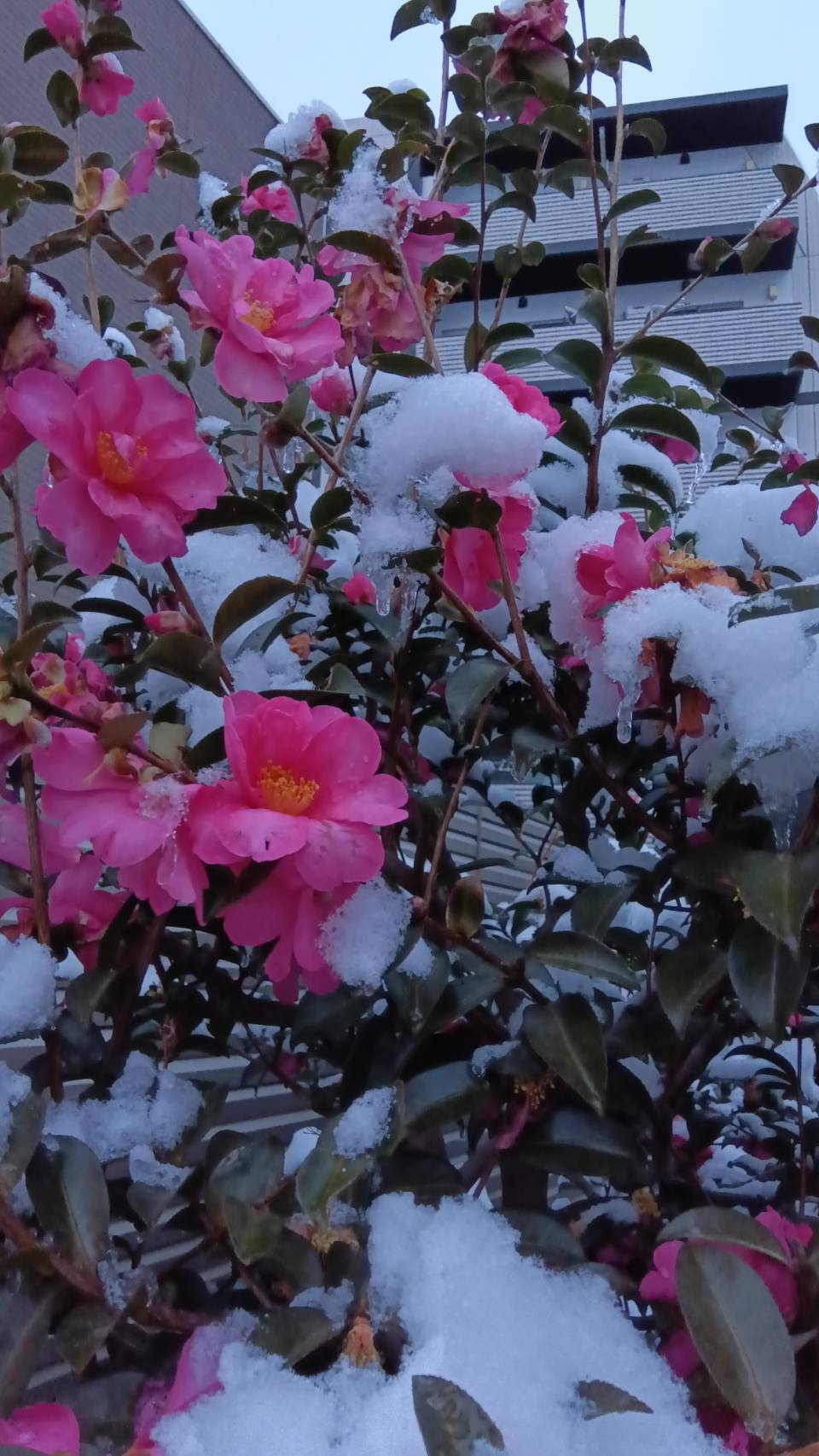 今日もまだ寒い