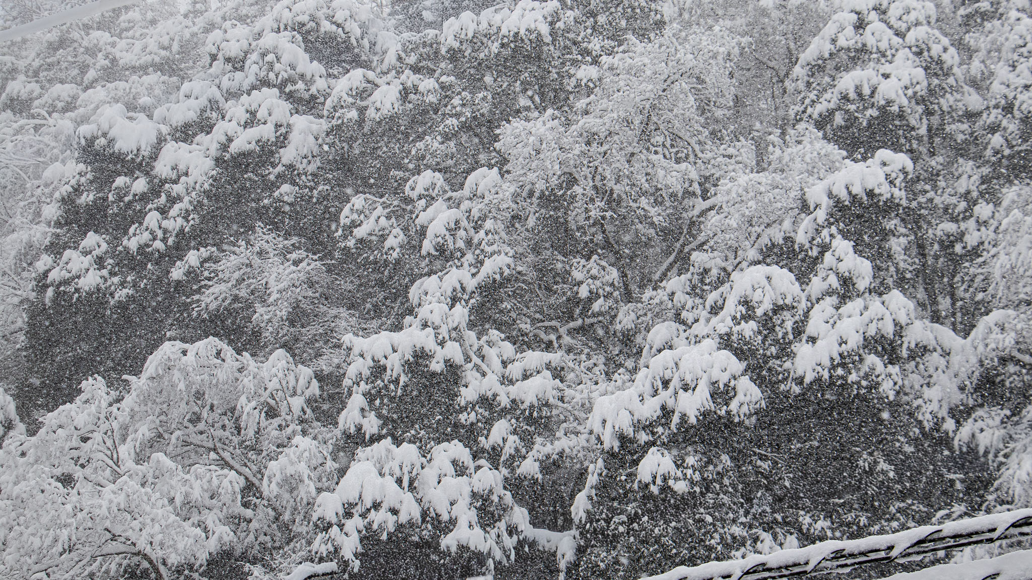 【出雲】初めての「雪ボケ」撮影に挑戦してみました