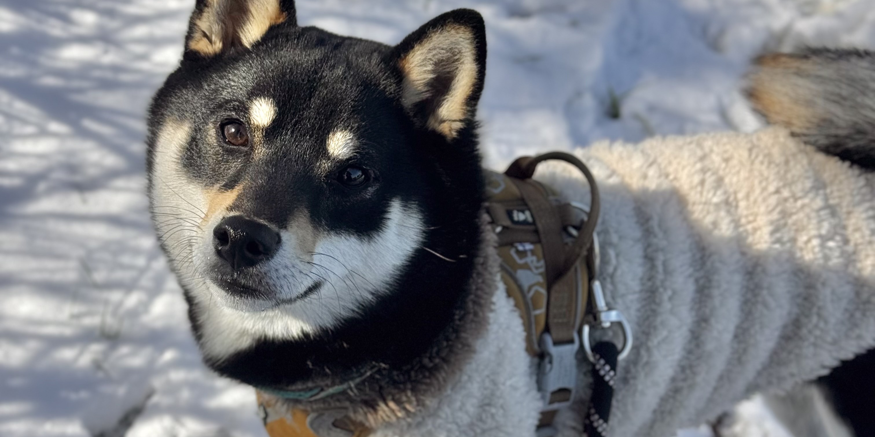 社員犬・タローの雪遊び