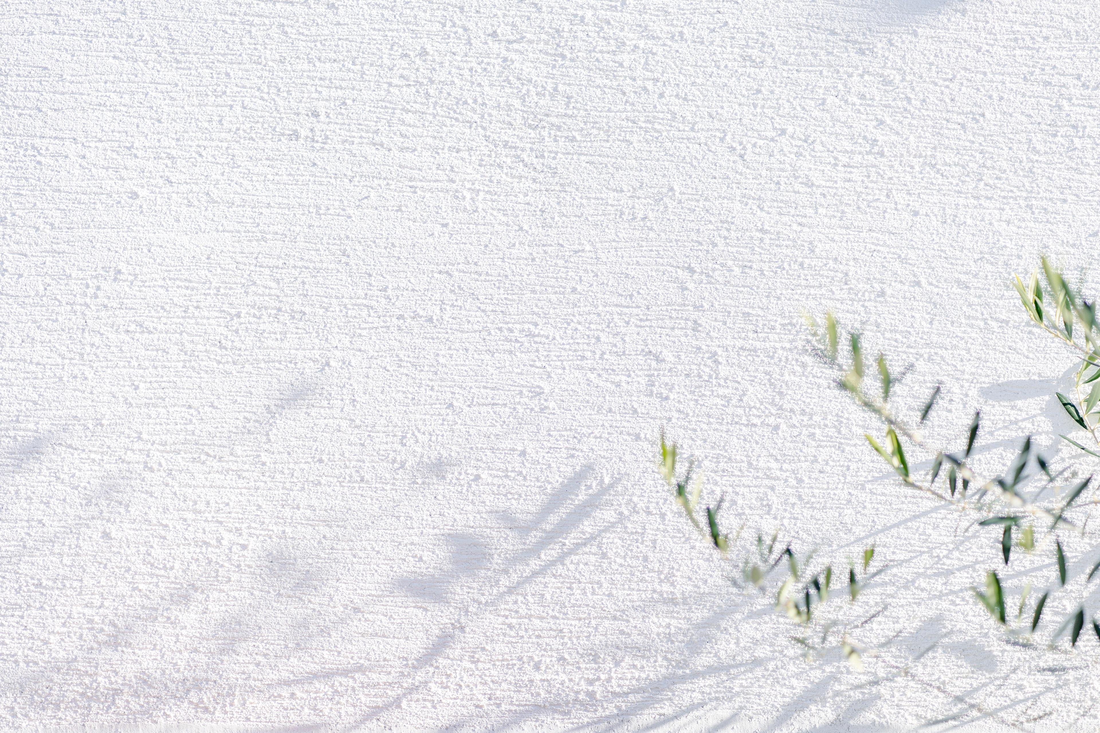 たぬき、はじめます