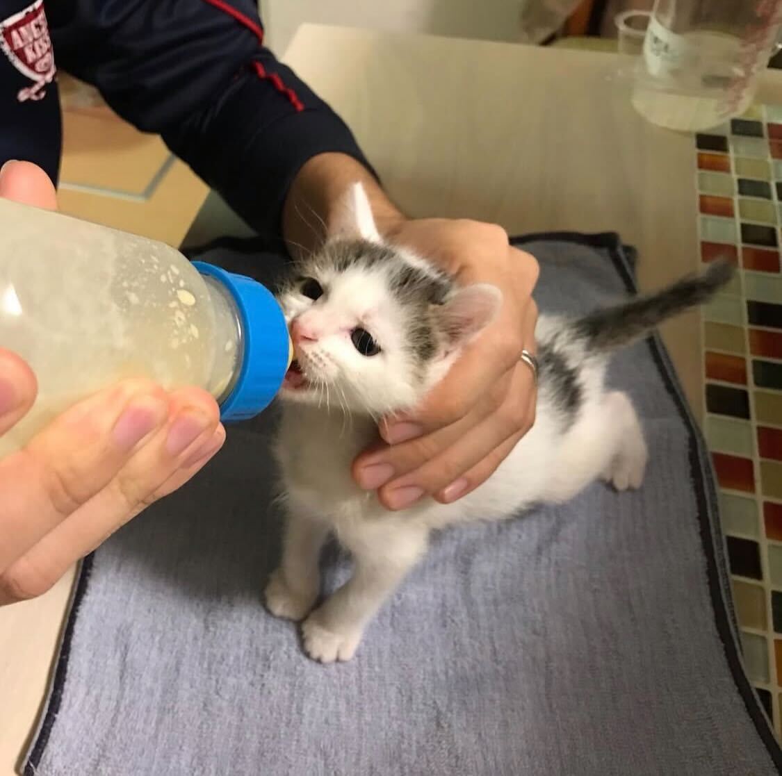 小さな仔猫を見つけたら。思い出してほしいこと。