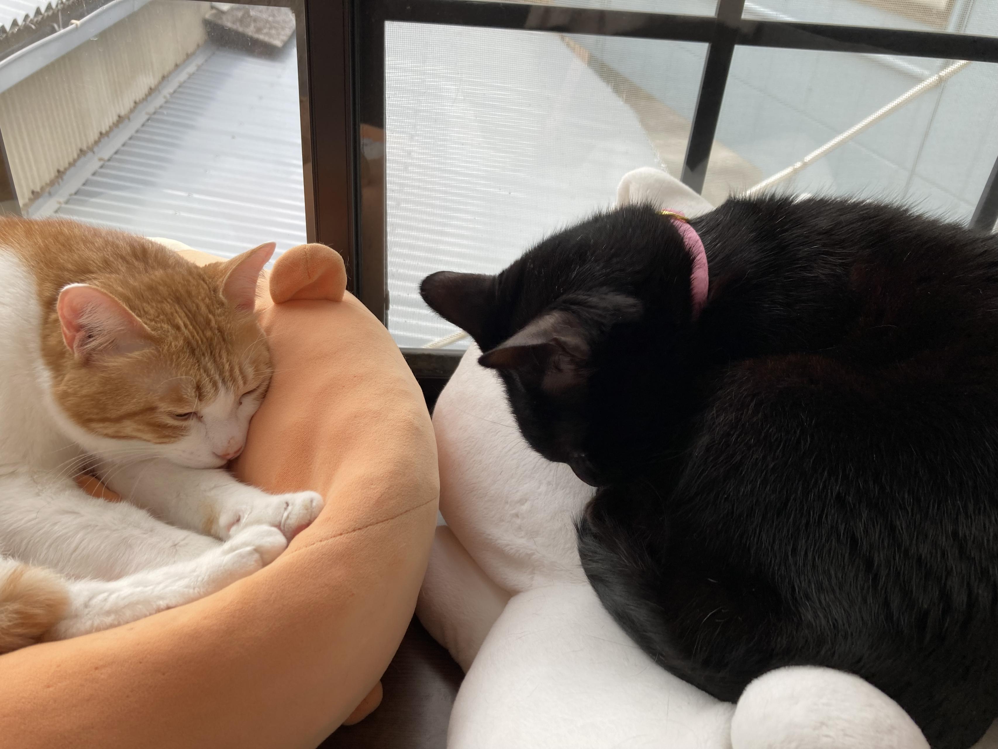 【社員紹介】「飽くなき探求心」のその先へ。変化を楽しむマルチエンジニア