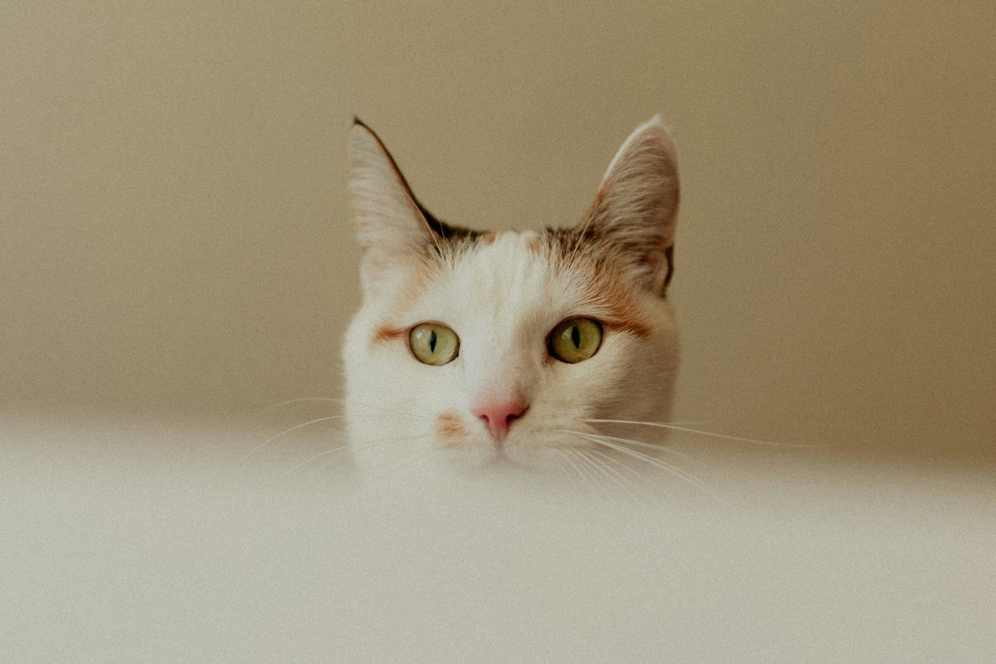 酪農の現場から、心を動かす動画編集者へ