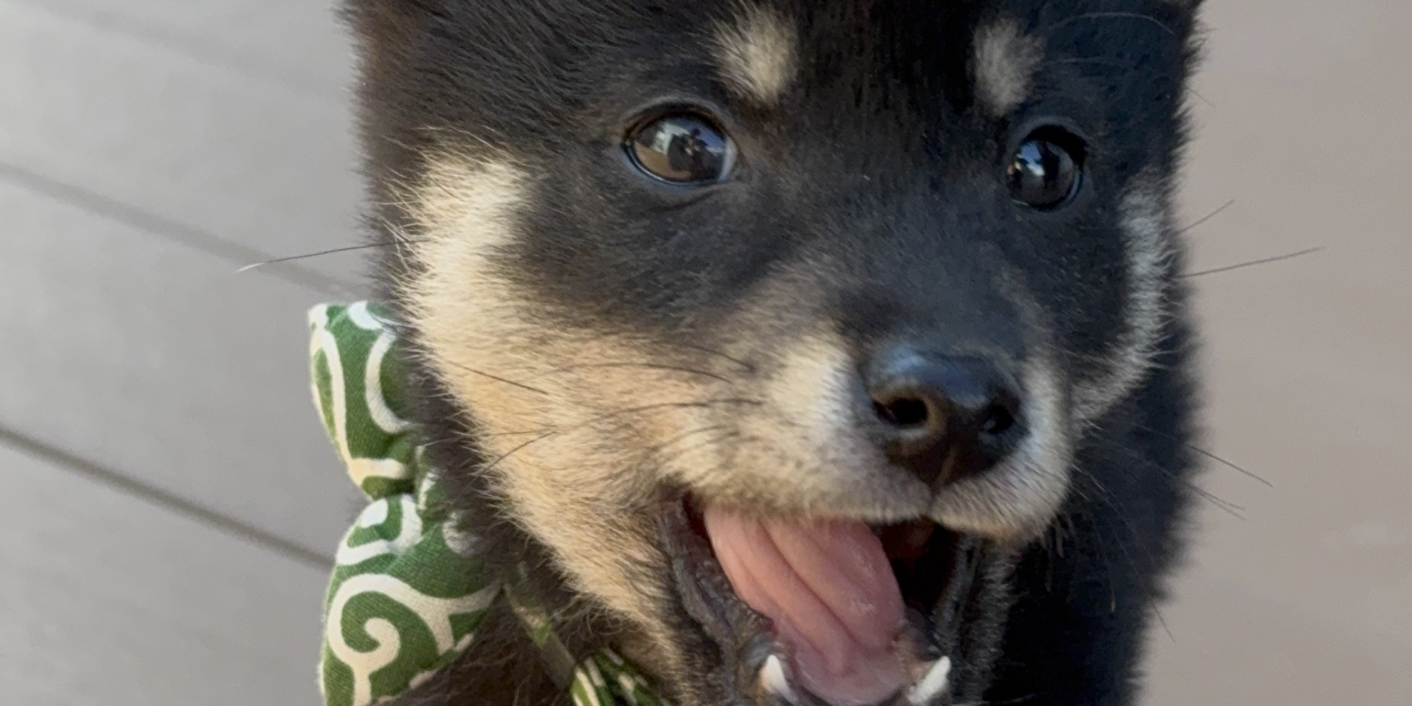 【社員犬・タロー】本日お休みのため、新入社員時代を振り返る