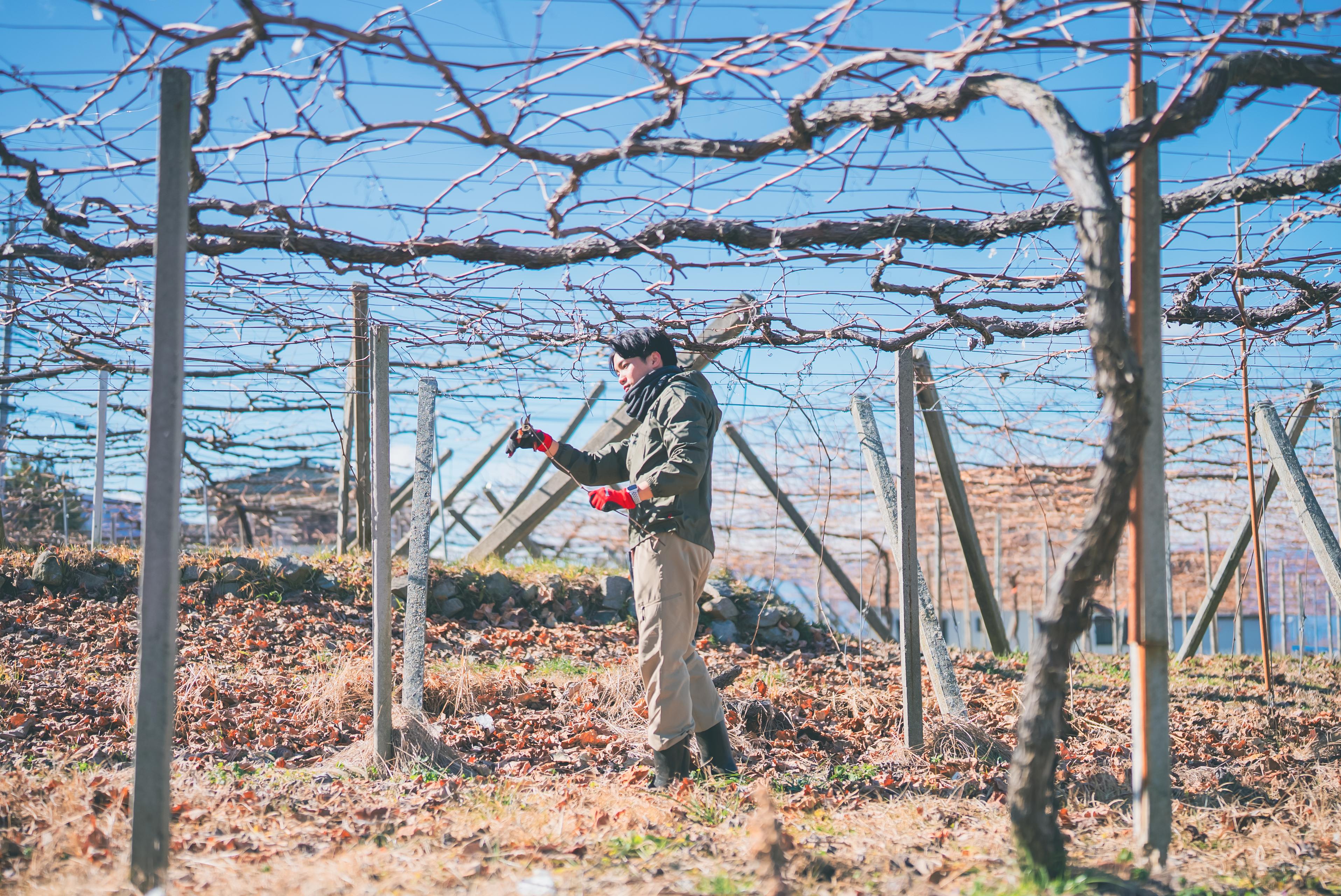 山梨・笛吹の農園でインターンが動き出した。土を触り、枝を切り、仲間と育てる初日の記録。