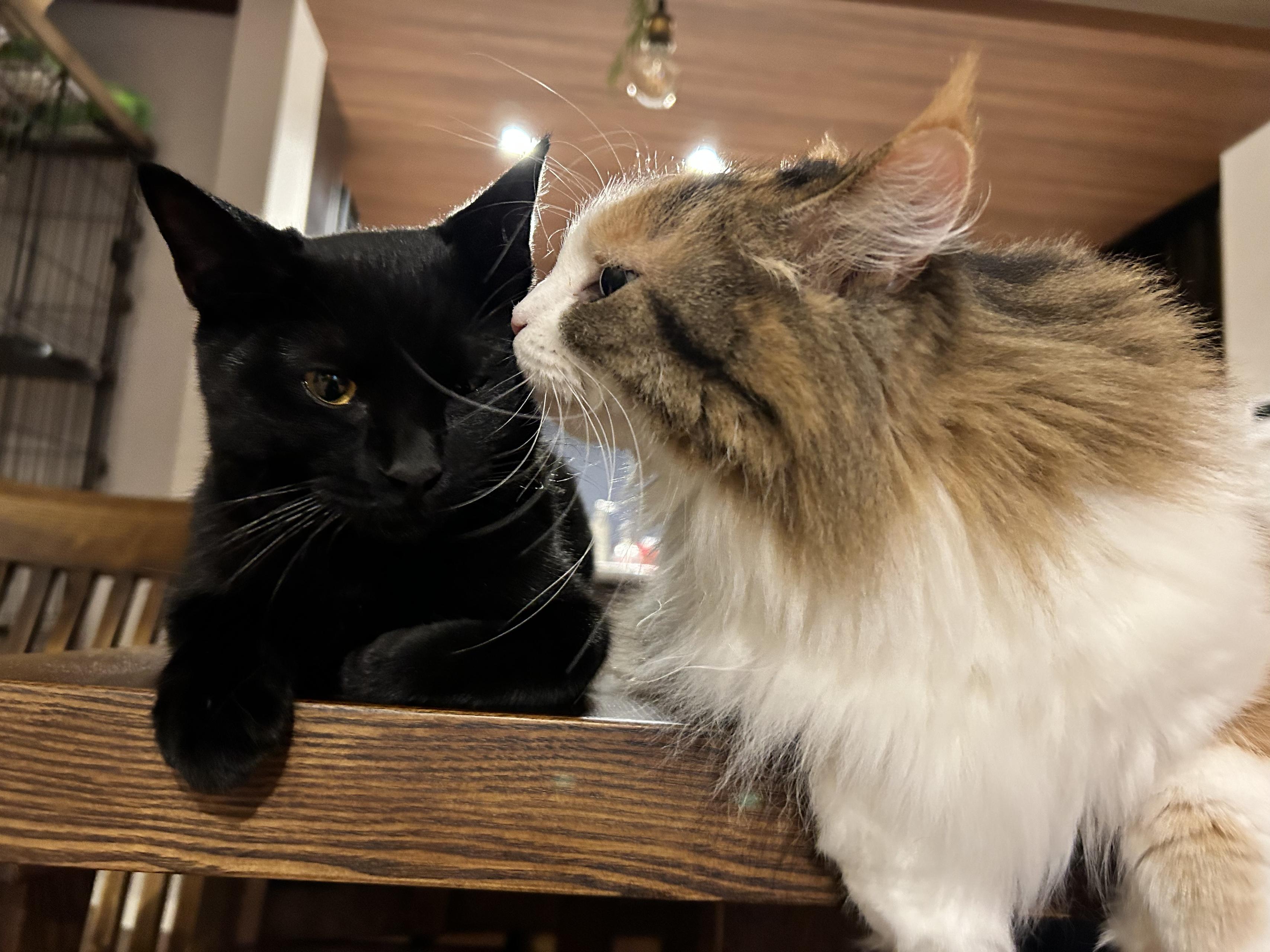 【ポートフォリオ】猫との生活で人生が変わる話