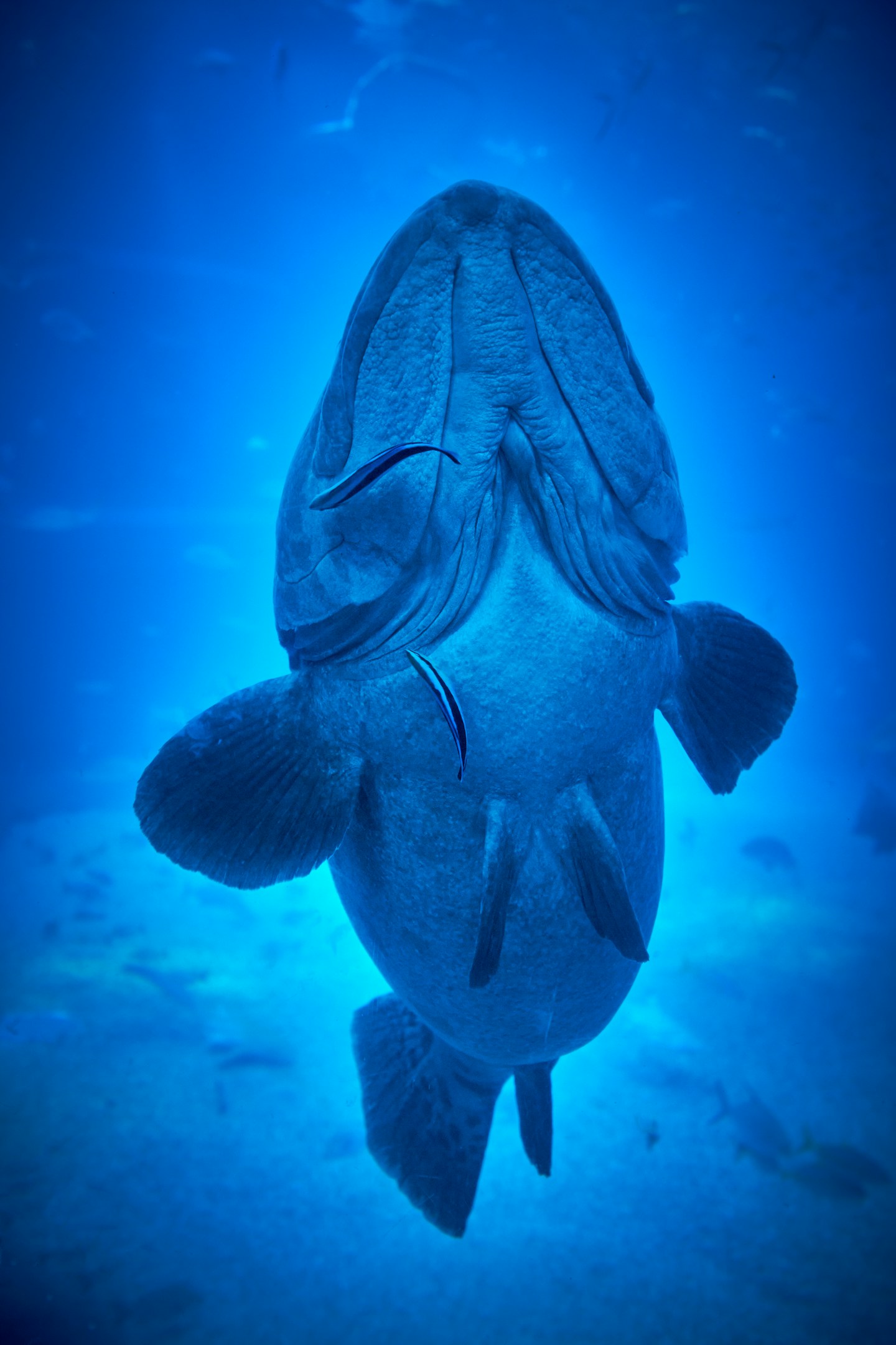 深海魚のようなエンジニアが、光を見つける。