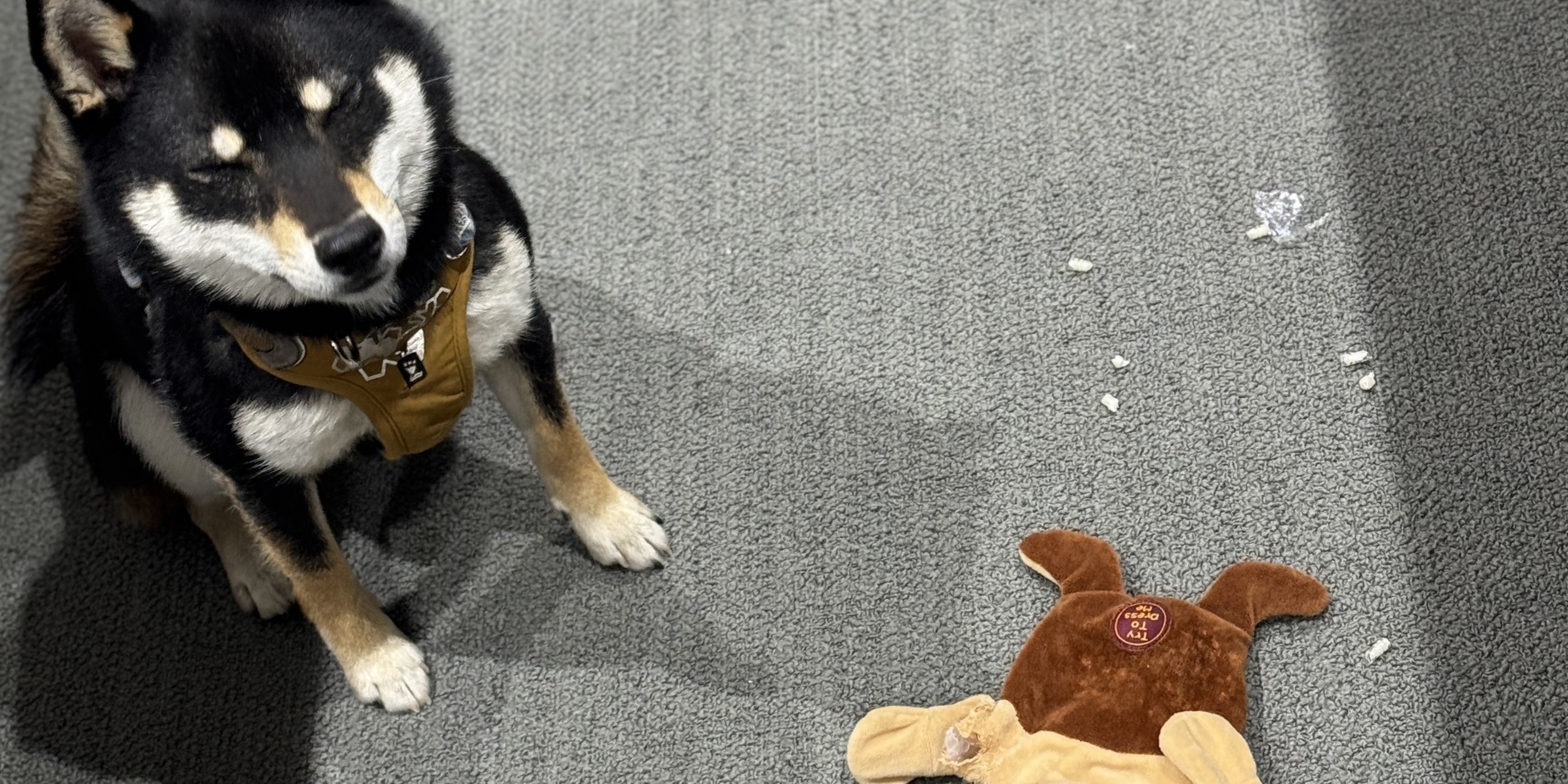 【破壊王】社員犬・タローお気に入りのおもちゃたち　前編