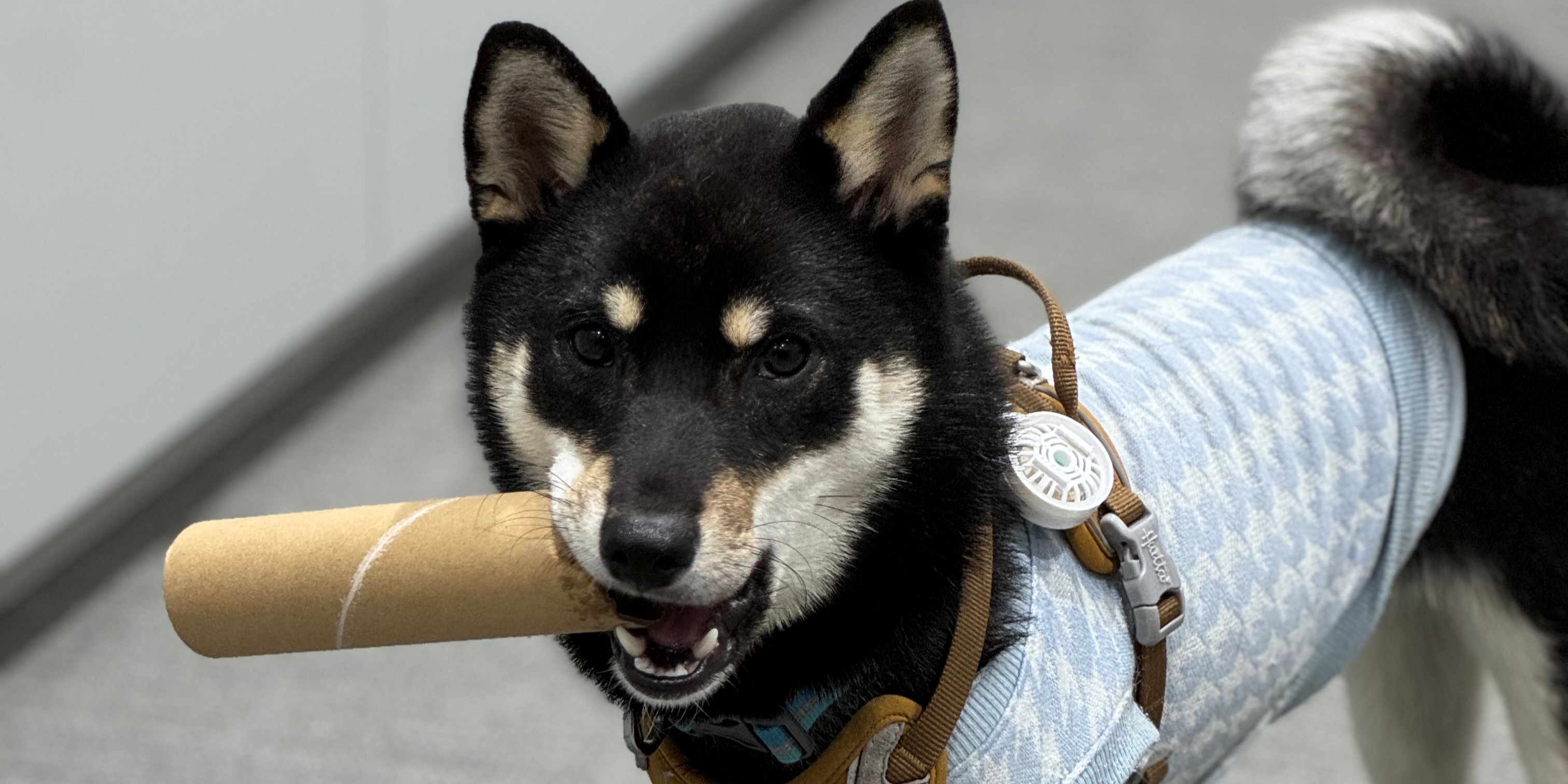 【破壊王】社員犬・タローお気に入りのおもちゃたち　後編