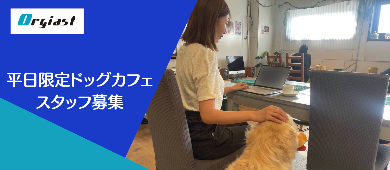 ゴールデンレトリバーと一緒に働く、平日限定ドッグカフェスタッフ募集
