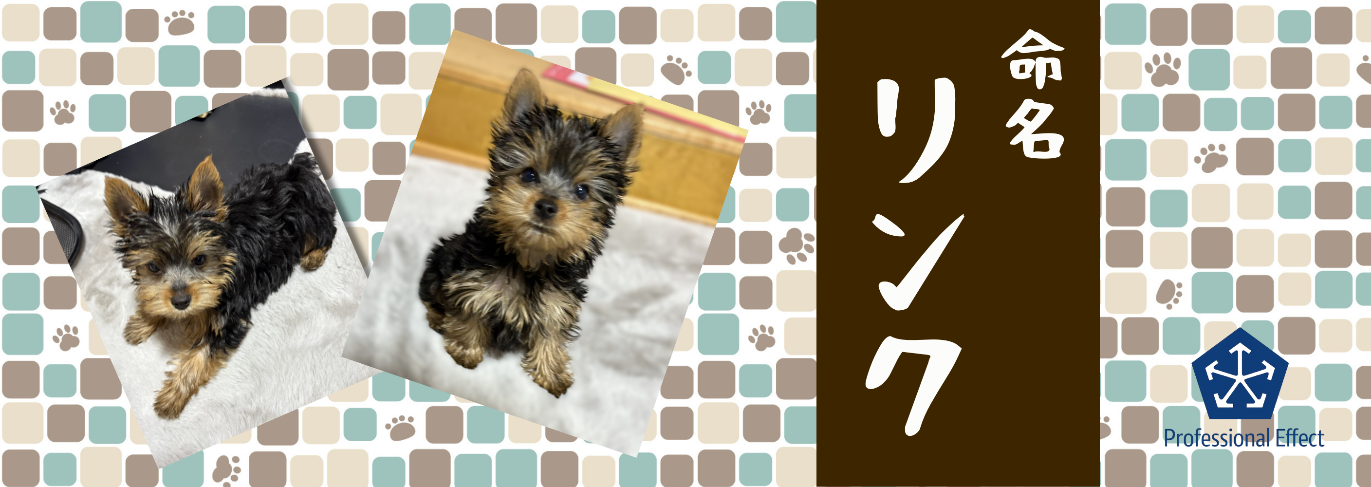 みんなで決めた看板犬の名前。「ちょっと投票」のつもりが…😧【オフィスの窓から】