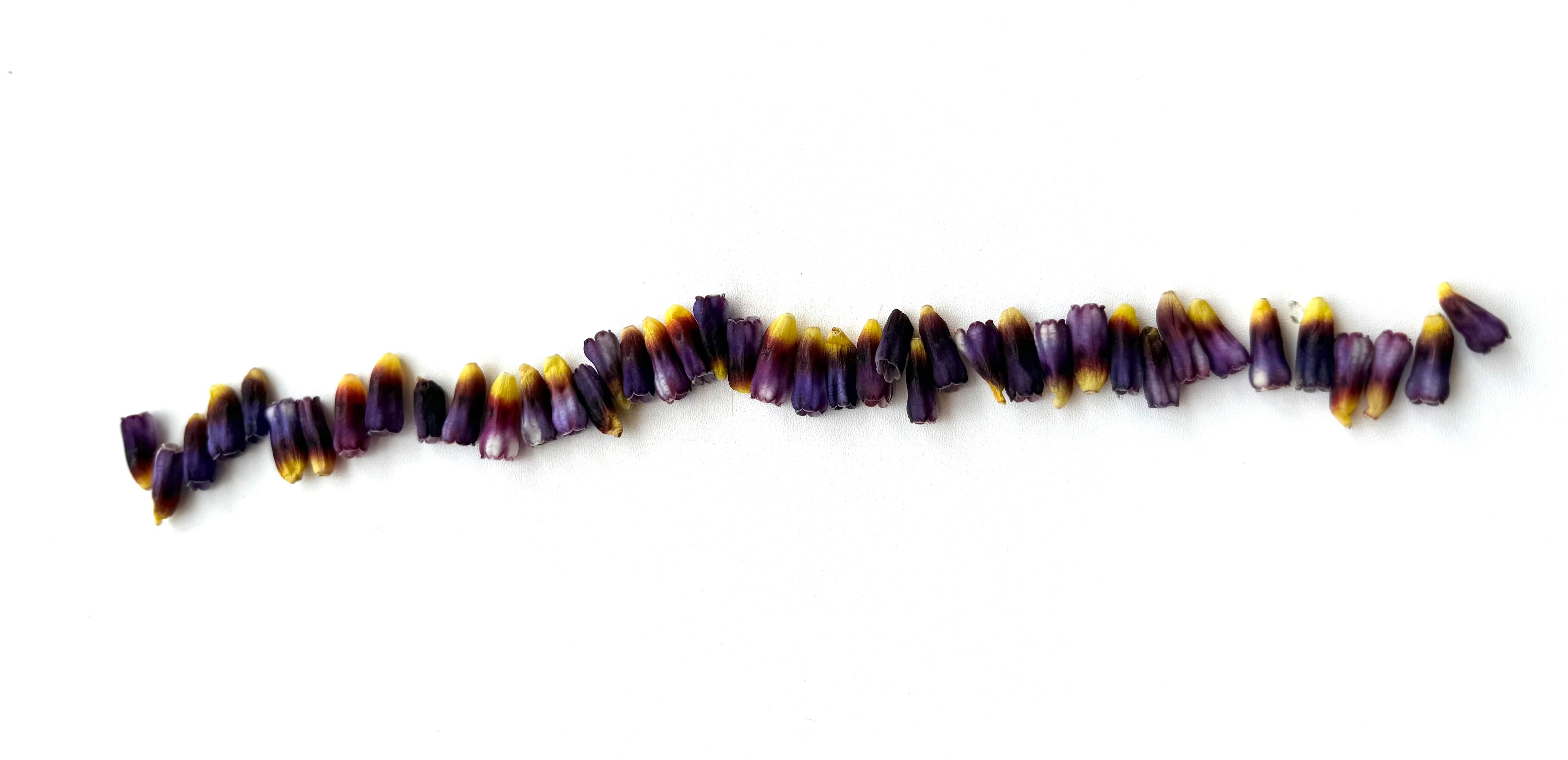 【BACK-to-BASICS】これ、なんだかわかります？