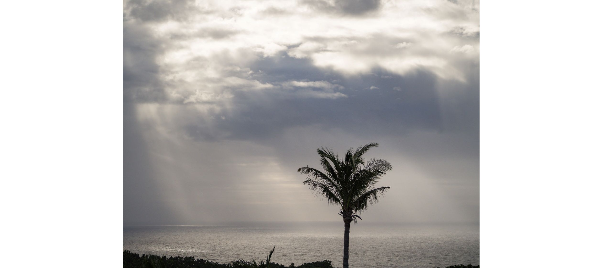 「ヤシの木になるだけ」のゲーム「Palm Simulator 2」が話題に