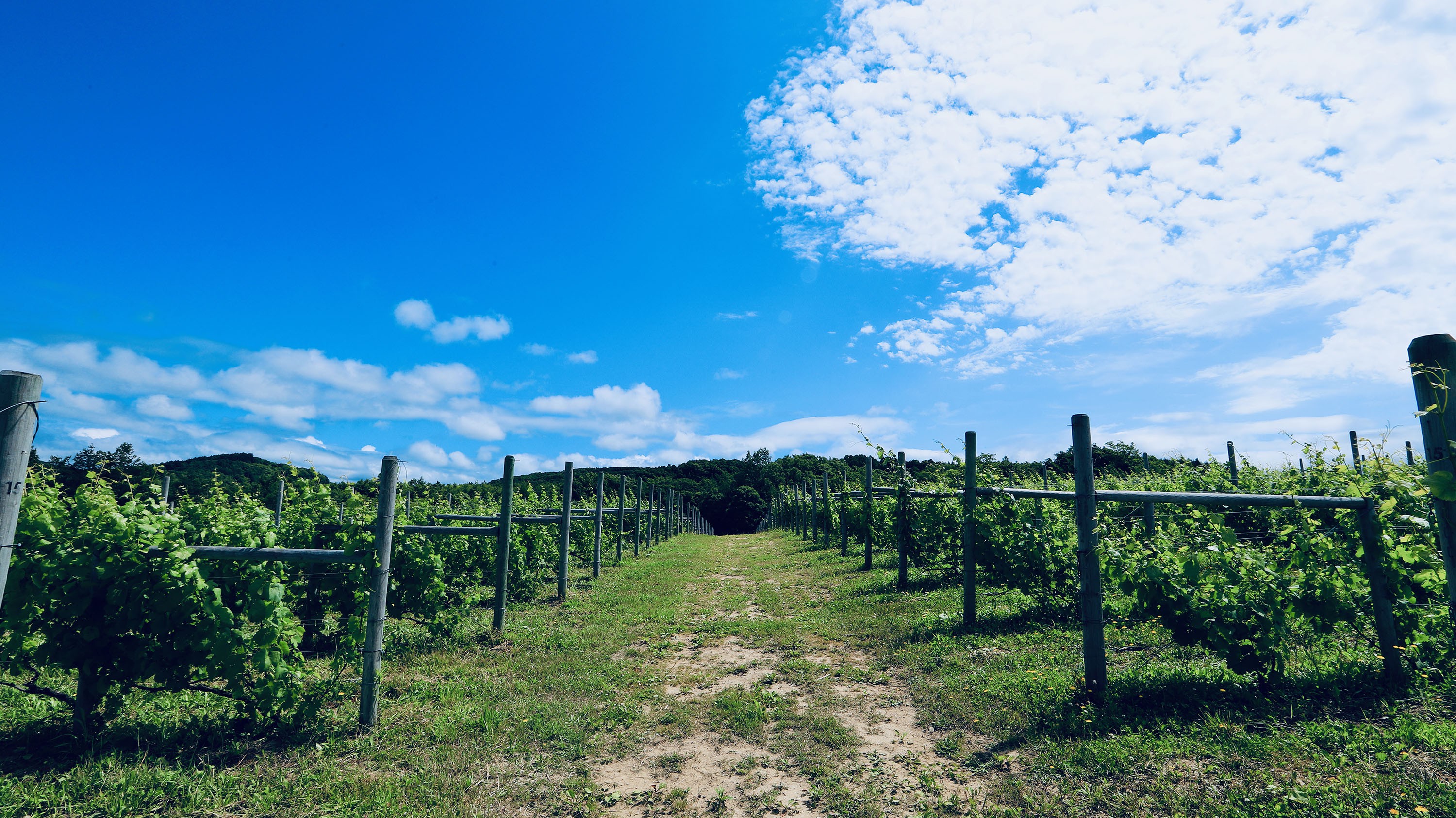北海道のワインづくりを、もっと自由に。現場の「困った」から生まれたアプリを、一緒に育ててくれませんか？