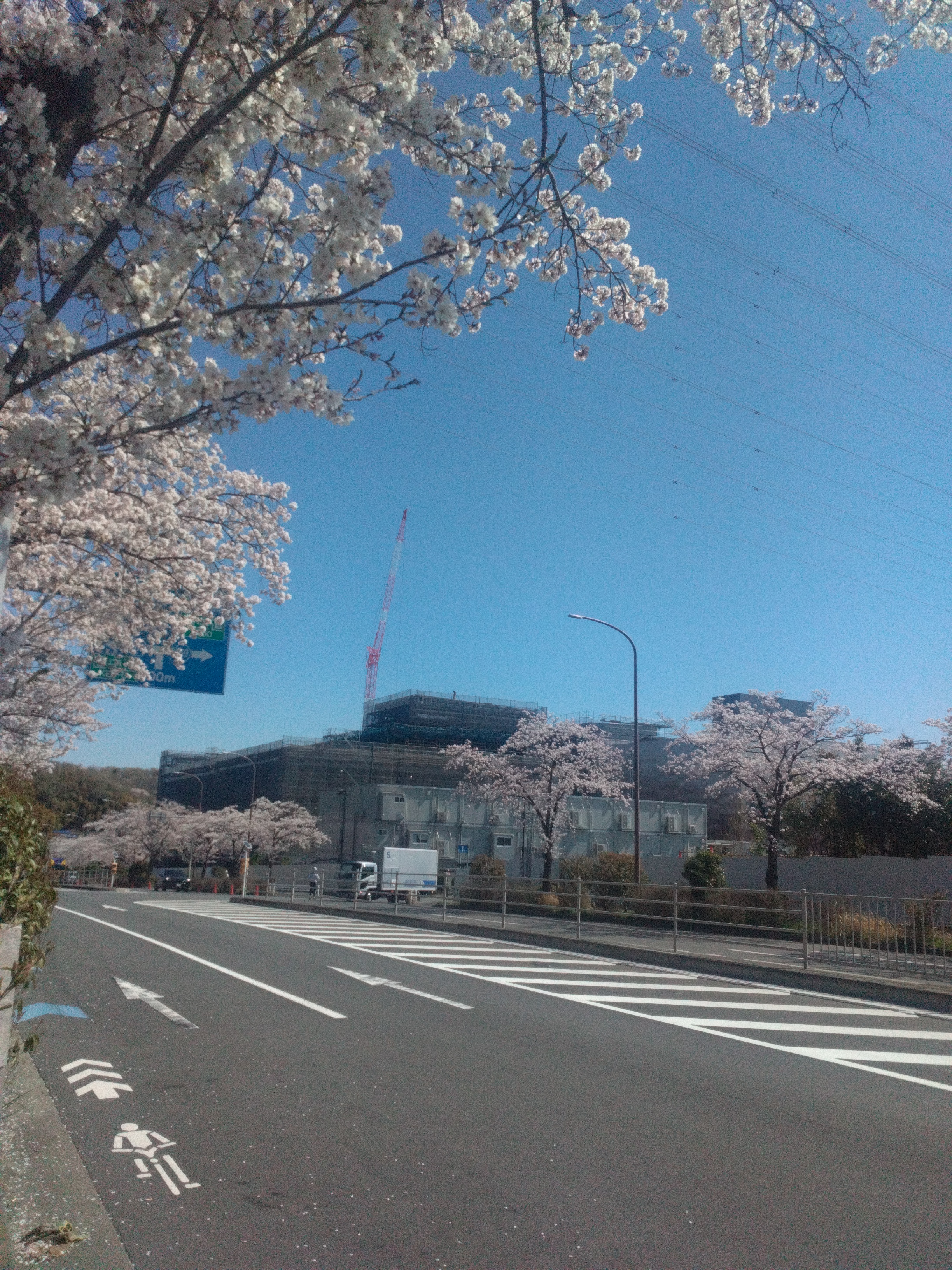 もうすぐ桜の季節！！