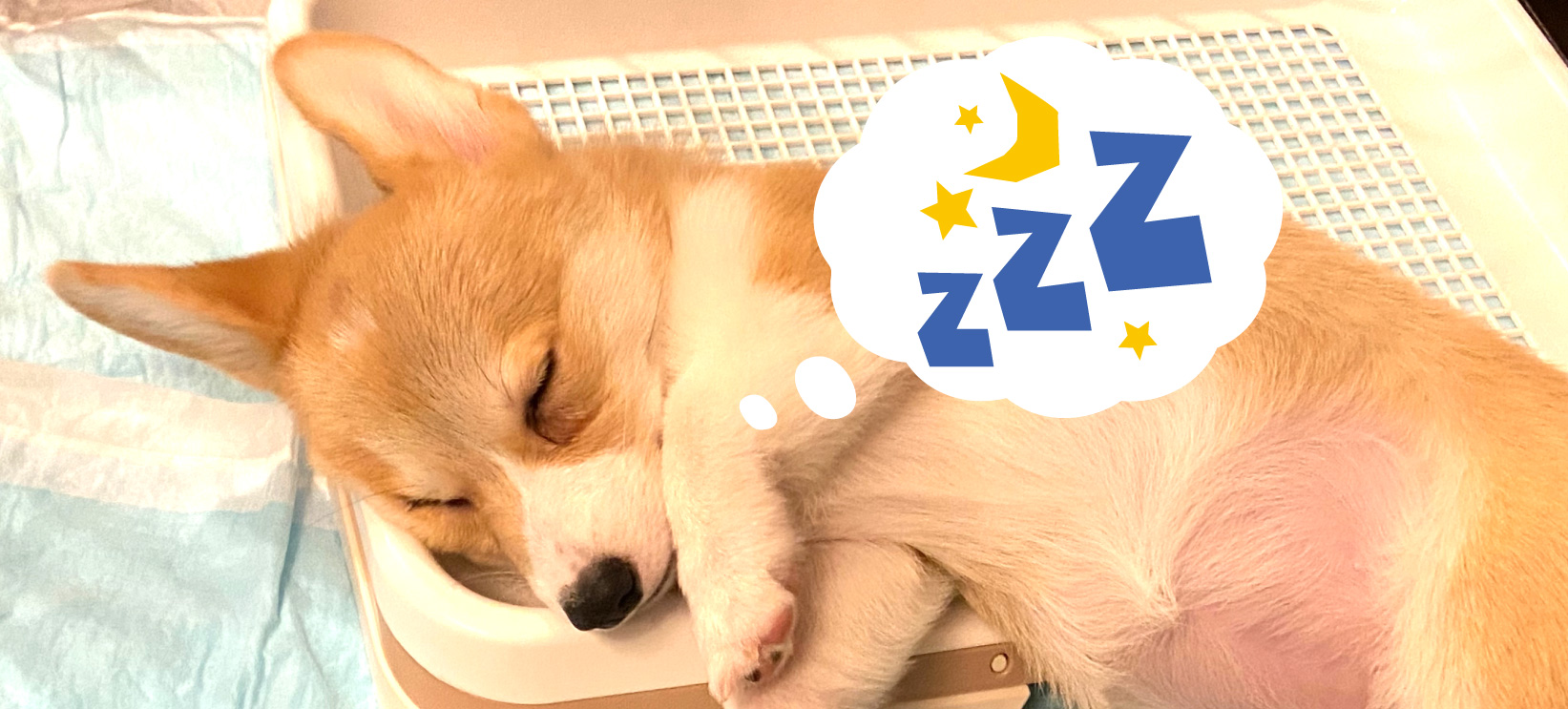 【僕が毎朝5時起きを継続する理由】☆その相棒を紹介☆