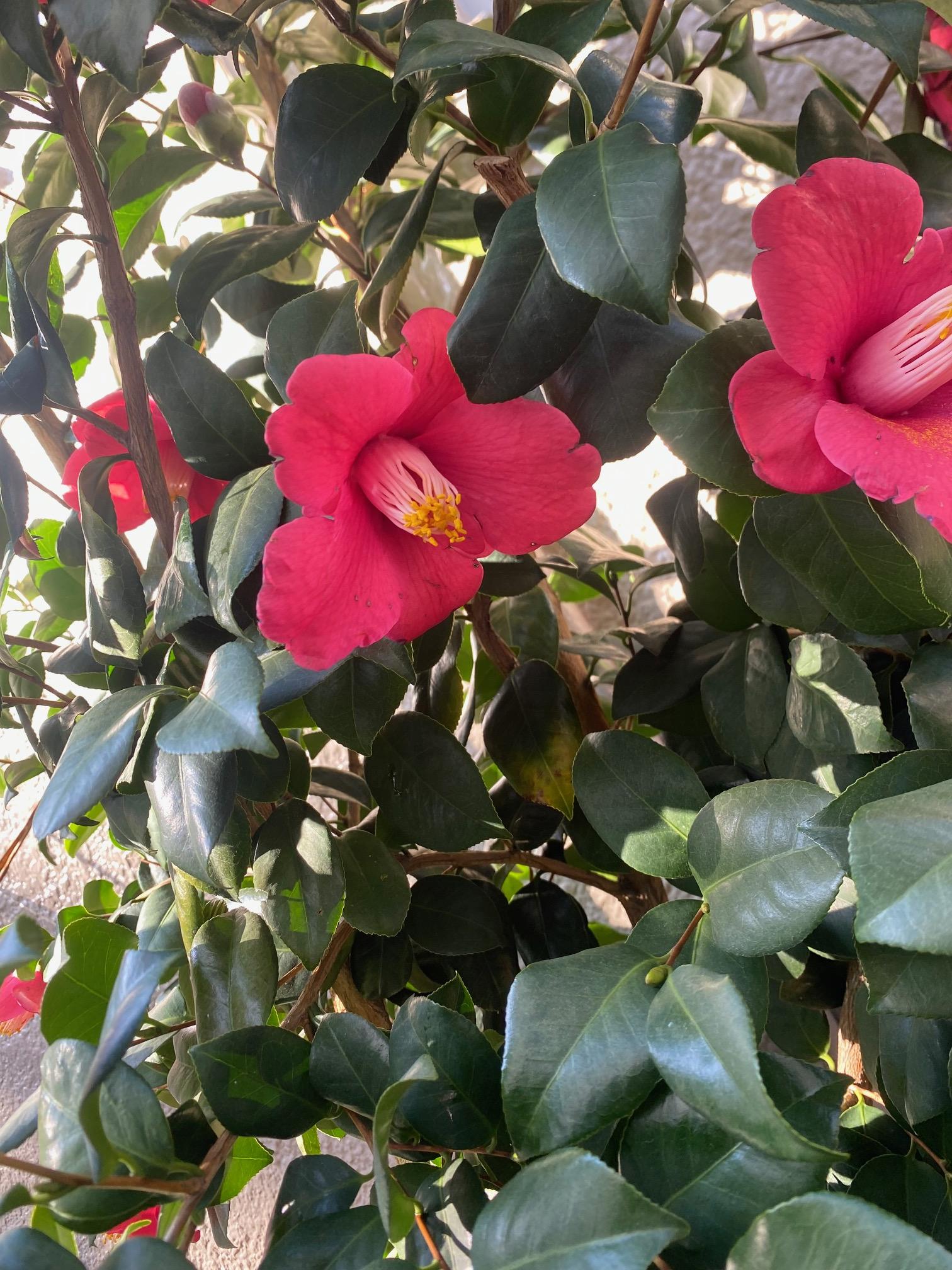 窓掃除って難しい