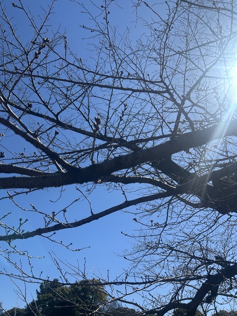 🌸iYC設立２周年🌸