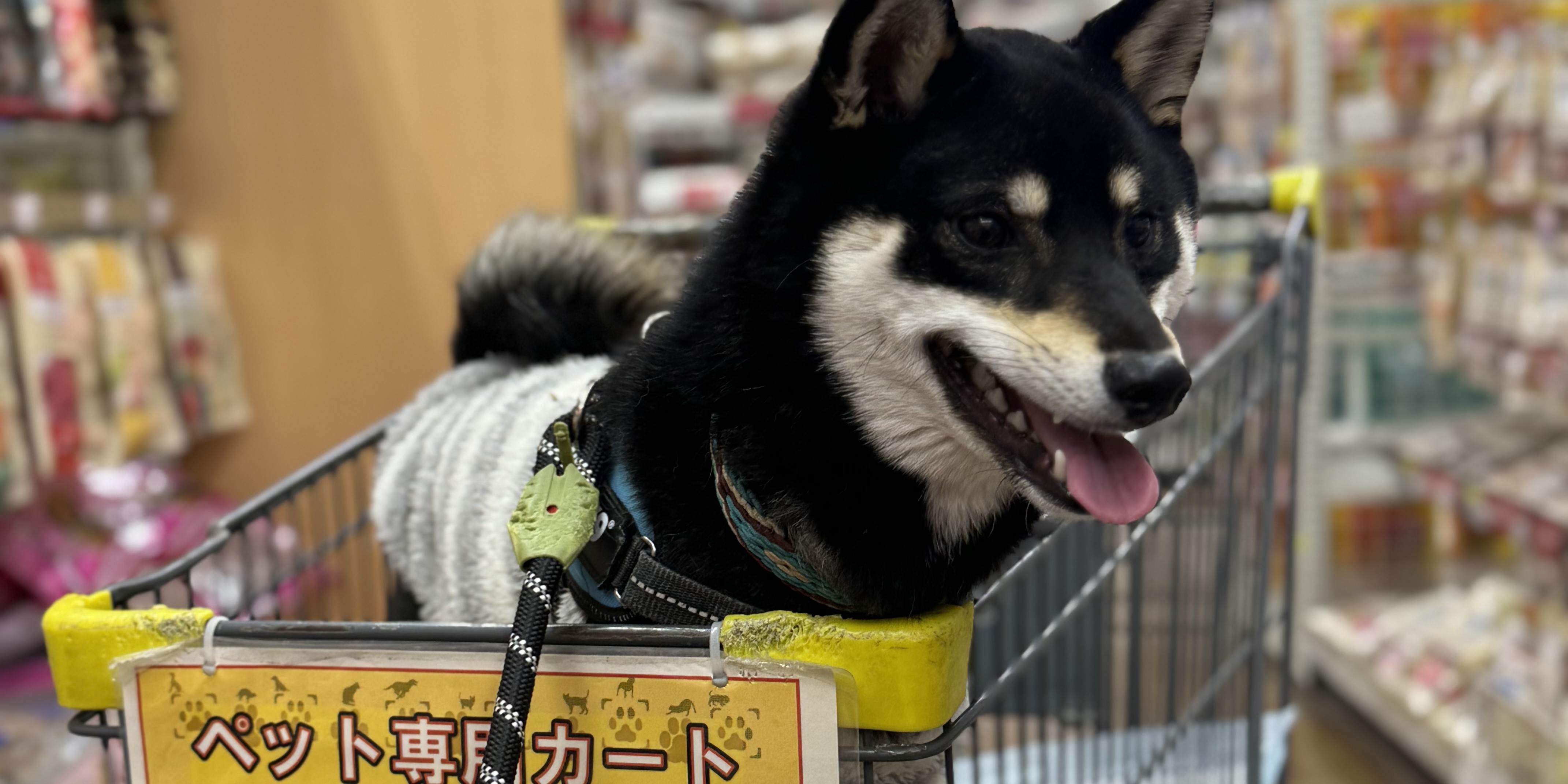 【社員犬・タロー】買い出しにホームセンターへ