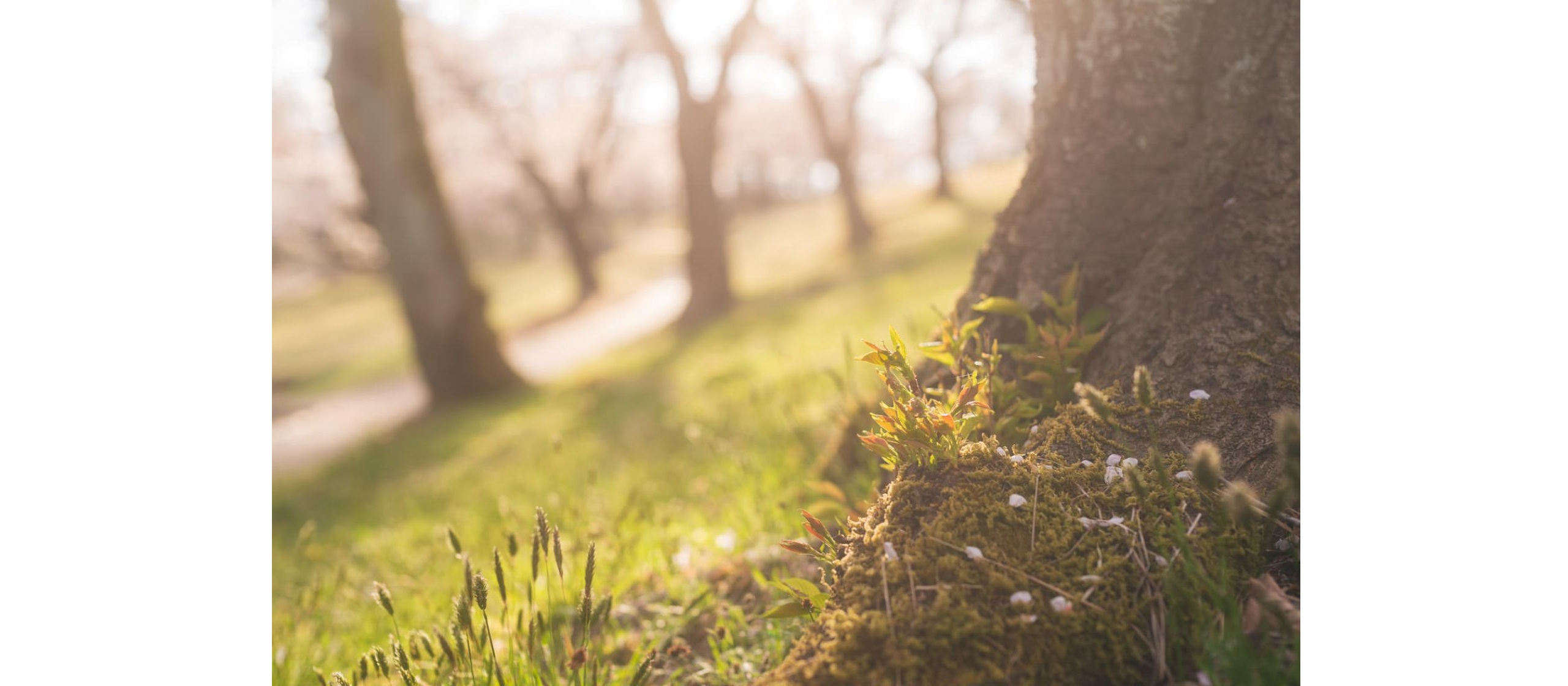 「ぽこ あ ポケモン」の人気が急上昇