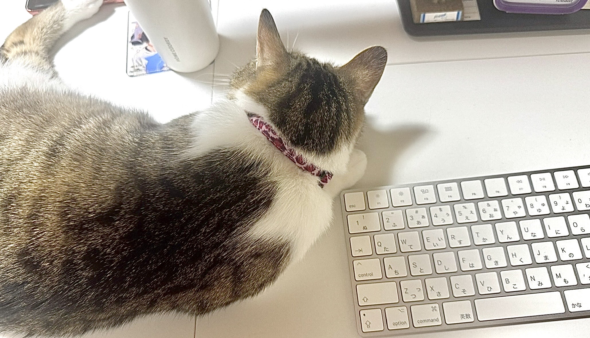 未経験テレワークで働く「転職に正解はない」——求職者と最善の一歩を見つけるキャリアアドバイザーの仕事ーー