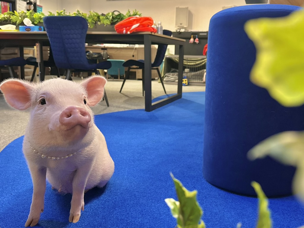 看板ブタさんについて🐽