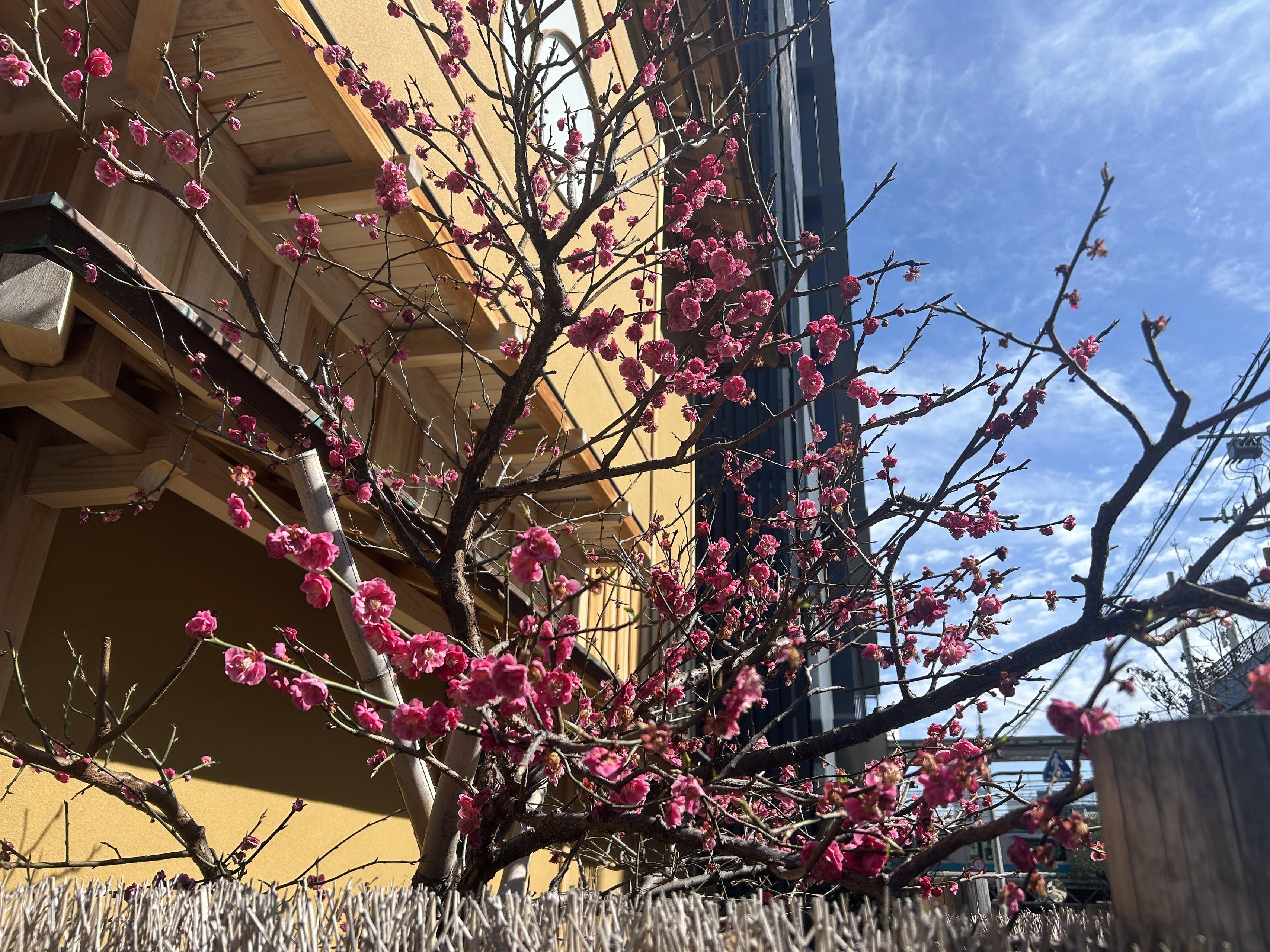 屋形船に乗ってみました