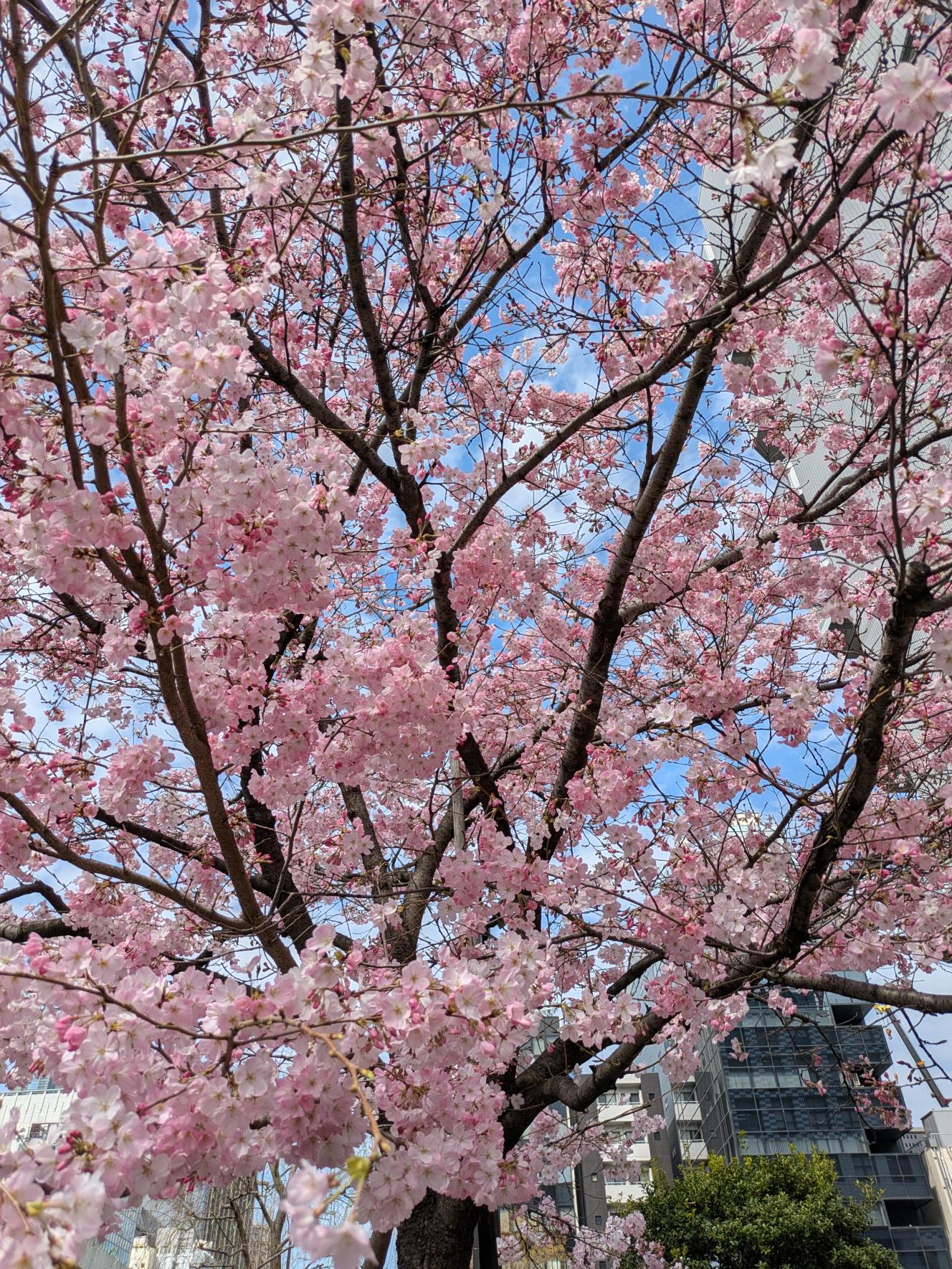 秋葉原の桜ー